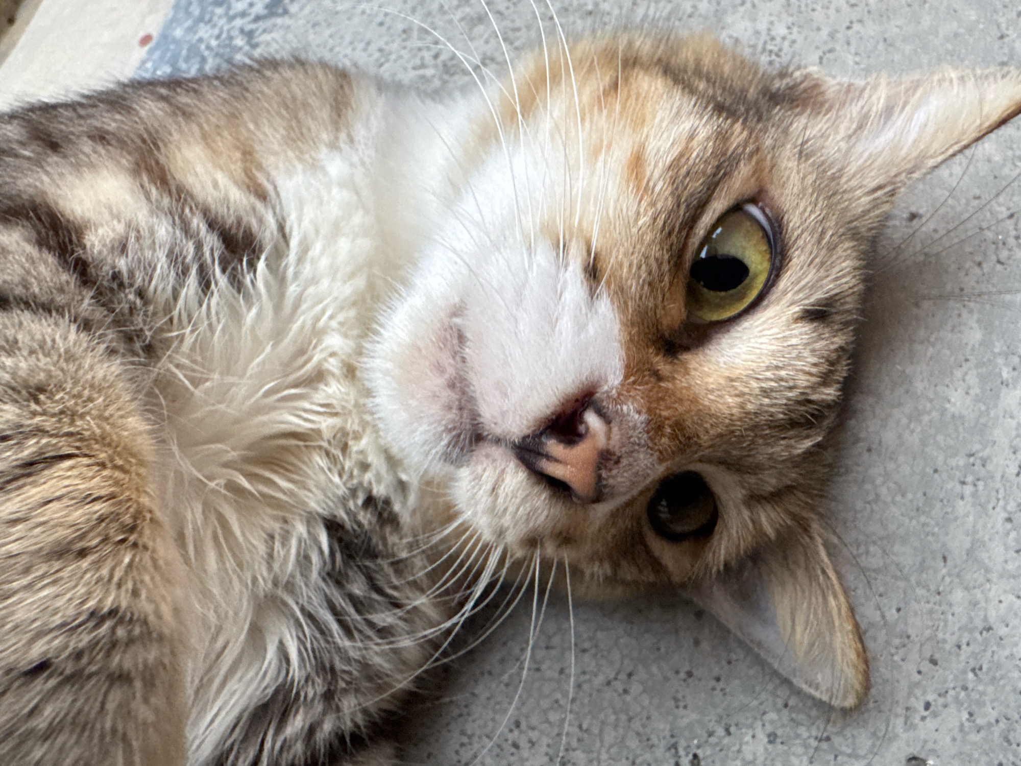 A close-up, low-angle shot captures a tabby cat lying on its back on a gray, textured surface, possibly concrete. The cat's head is tilted, and its eyes are wide open, with the left eye visible in sharp focus and the right eye partially obscured. The cat's fur displays a mix of brown, black, and white tabby markings. Its mouth is slightly open, revealing a pink nose and some teeth. Long, white whiskers fan out from its muzzle. The background is out of focus, showing a mottled gray texture. The cat appears to be in a relaxed or slightly surprised pose. The scene is set in the Selayang Municipal Council, Malaysia.