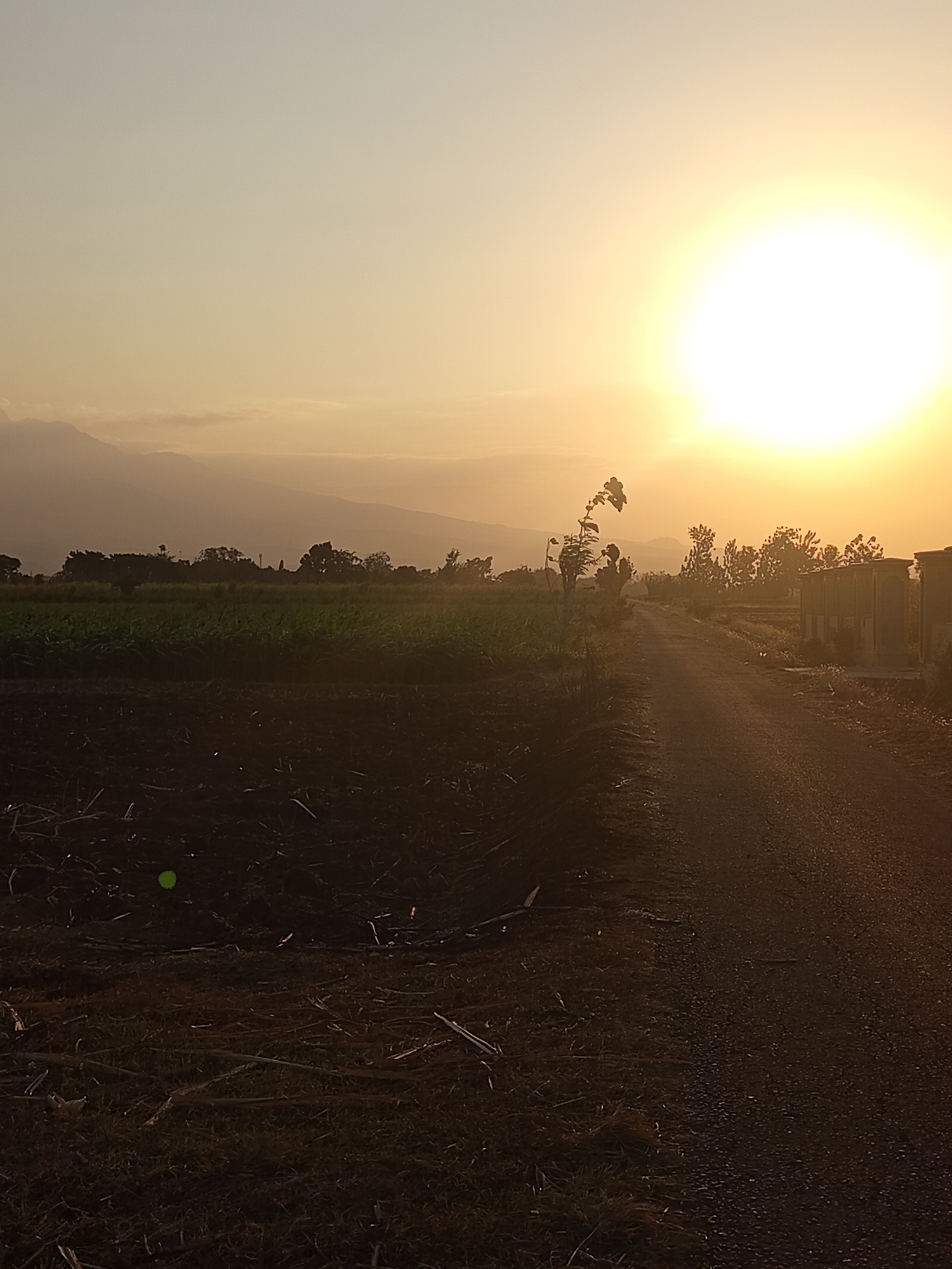 This image depicts a rural scene at sunset, likely in the vicinity of Ngablak, Indonesia. The setting sun dominates the upper right quadrant of the frame, casting a warm, golden-orange glow across the sky and landscape. In the foreground, a dark, tilled field stretches across the left side of the image, with some scattered debris and a small, bright green object visible. A dusty dirt road runs diagonally from the lower right towards the center of the frame, bordered by vegetation. On the right side of the road, a row of small, rectangular structures, possibly sheds or utility buildings, are visible. Beyond the tilled field and road, a line of trees forms a dark silhouette against the hazy, distant mountains. The overall atmosphere is tranquil and pastoral, characteristic of a rural Indonesian sunset.