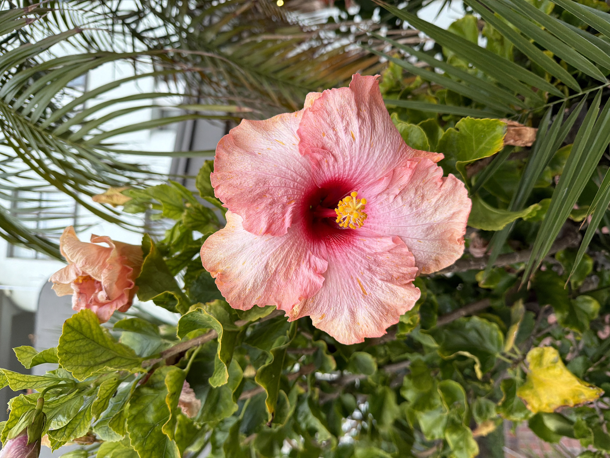 The image shows a light pink hibiscus flower with a deep red center and yellow stamen, surrounded by green foliage and palm fronds. Another hibiscus flower, in a more faded pink, is partially visible in the lower left. The background shows a building exterior, suggesting an urban setting. Given the prompt, the location is likely in Cape Town, South Africa. No people are visible. The focus is on the hibiscus flowers and surrounding vegetation.