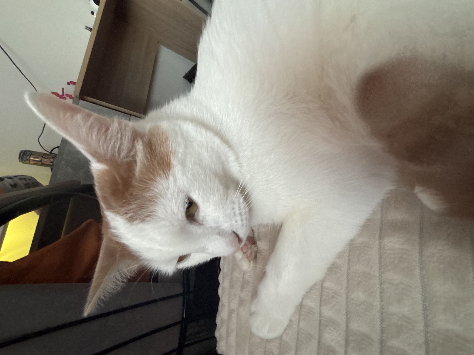 A white cat with orange patches on its head is grooming itself on a light-colored, textured surface, possibly a blanket or cushion. The cat is lying down, and its head is tilted towards its paw, which it is licking. In the background, there's a black metal frame, possibly part of a chair or bed frame, and a wooden shelf or cabinet. The setting is indoors, likely a home. There is no evidence to suggest the location of the image is in Vsevolozhsk, Russia.