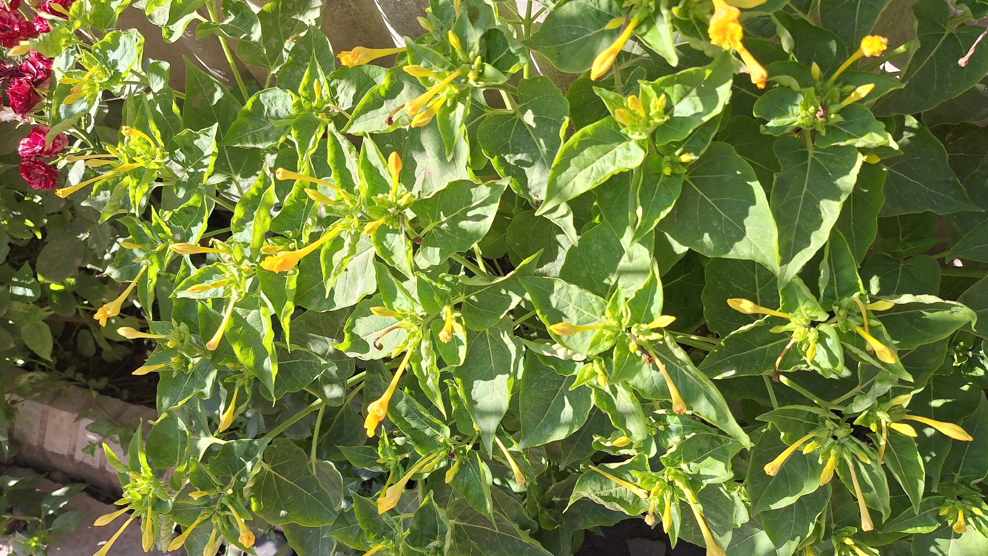 The image shows a close-up view of a plant with numerous yellow, trumpet-shaped flowers and green leaves. The plant appears to be growing outdoors, possibly in a garden or along a wall, as indicated by the hint image showing red flowers and a hint of a brick structure. The lighting suggests it is daytime, with sunlight casting shadows on the leaves. There are no people or discernible human activity in the image. The context of Bishkek City, Kyrgyzstan, is noted but not directly evident from the visual content of the photograph itself.