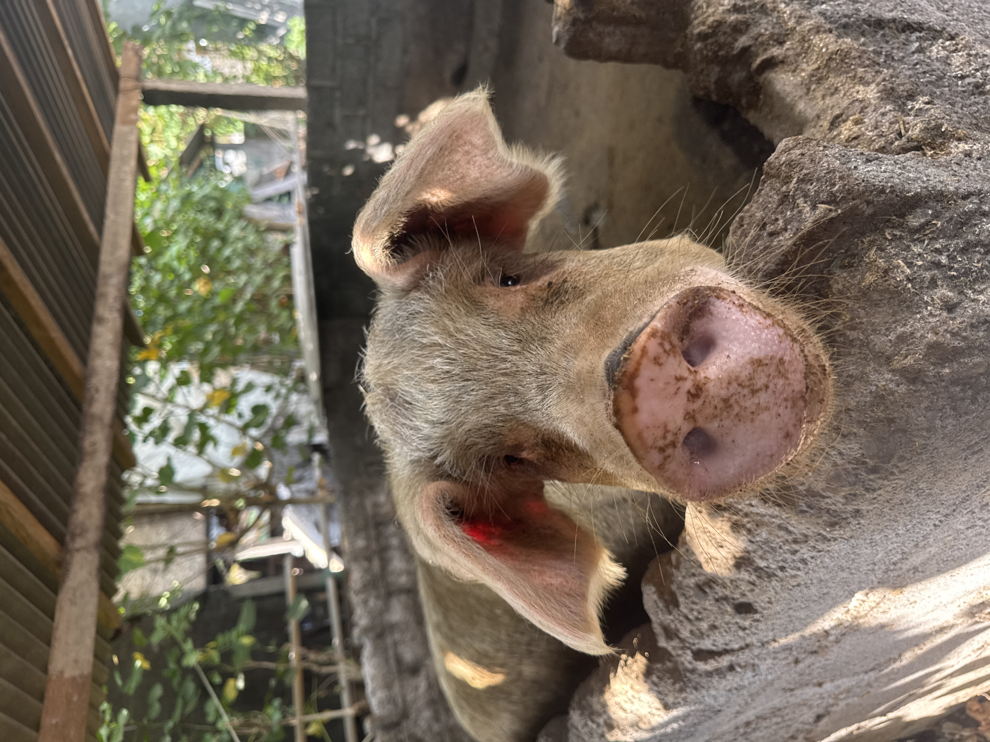 The image shows a close-up of a pig's head, filling most of the frame. The pig has light brown hair and a pink snout with visible nostrils. Its ears are large and floppy, with some redness inside the left ear. The pig appears to be in an outdoor enclosure with rough, concrete walls. In the background, there is a corrugated metal roof supported by wooden beams, and some greenery. The lighting suggests it is daytime, with sunlight casting shadows. The location is identified as Abang, Indonesia.