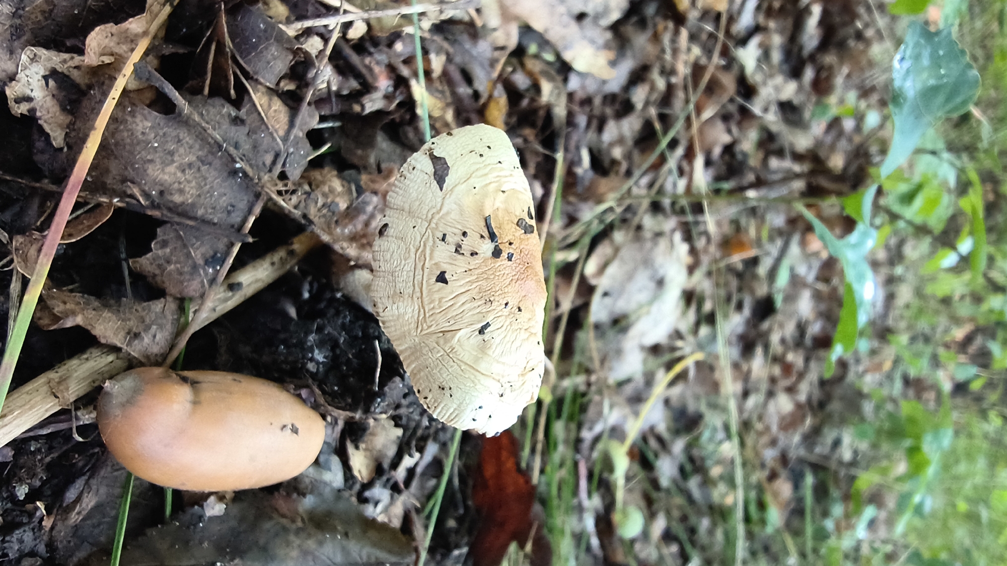 A close-up, eye-level shot captures a mushroom and an acorn on a forest floor, likely within Mikhaylovka, Russia. The mushroom, predominantly pale yellow with brown speckles and streaks on its cap, lies to the left, slightly angled and showing textured gills underneath. Beside it, to the right and slightly lower, rests a single, smooth, oval-shaped acorn, a light brown-orange hue. The background is a dense mix of fallen leaves, twigs, and dry plant matter, with hints of green foliage and grass suggesting a wooded area. The lighting appears natural, with subtle shadows indicating an overcast or shaded environment.