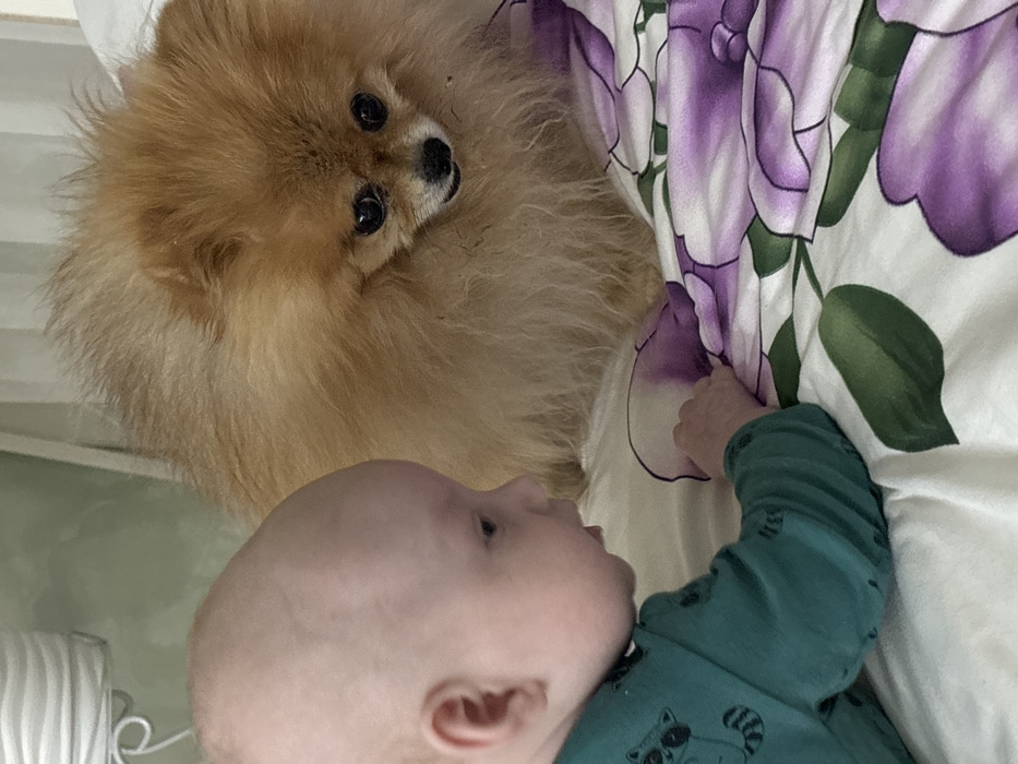 An infant and a Pomeranian dog are present on white bedding adorned with a purple floral pattern in an indoor residential setting. The location in the city of Chaikovsky, Russia, cannot be determined from the image content. The infant, with fair skin and light or no hair, is positioned on its stomach or side, wearing a teal long-sleeved top with a white raccoon graphic on the left arm. It faces right, directing its gaze towards the dog, with its right hand resting on the bedding's floral design. The fluffy, light brown Pomeranian dog is situated to the right of the infant, also facing left, and is intently observing the infant. The background is a blurred light-colored wall or headboard.