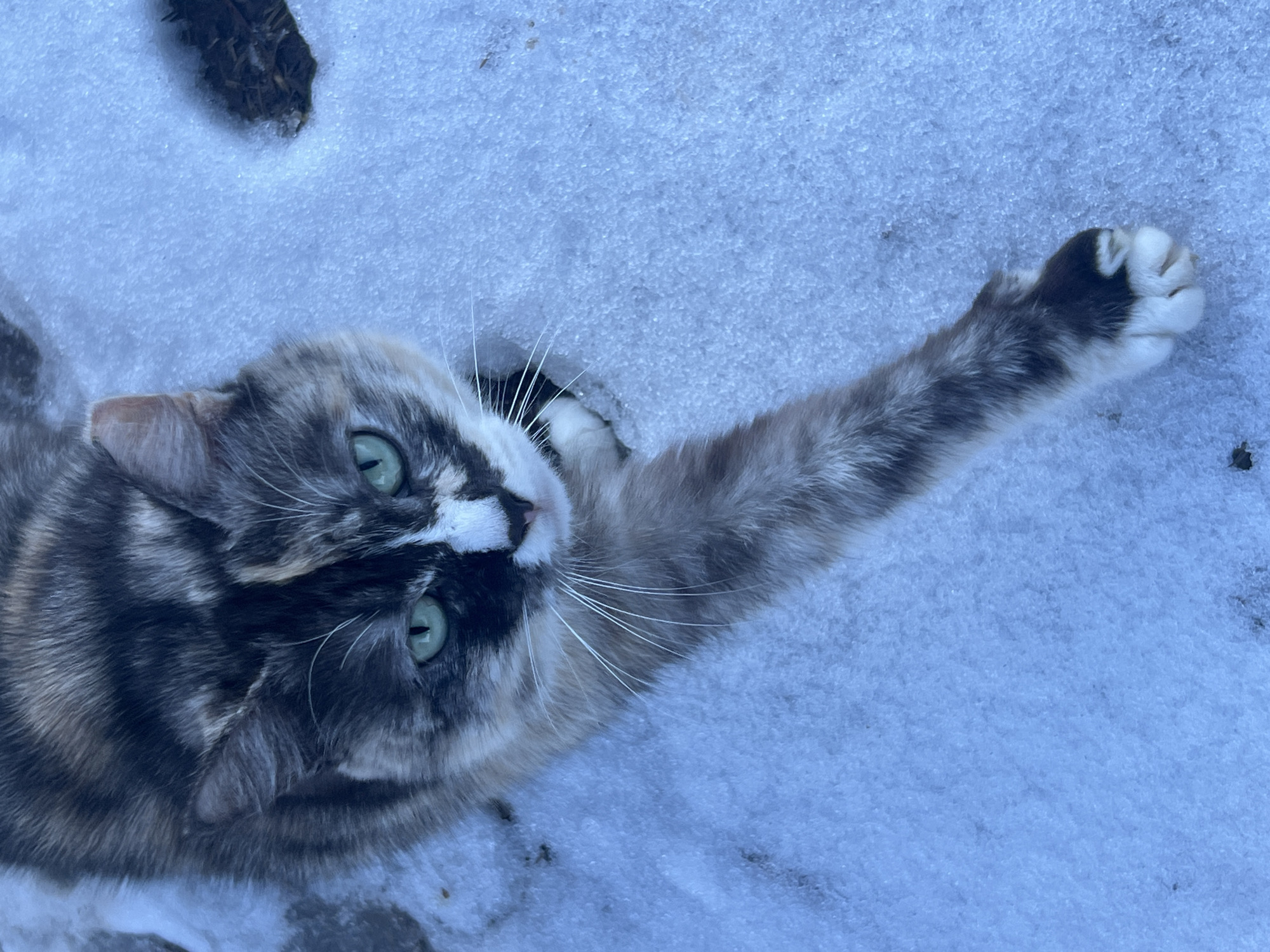 A cat lies in the snow. The cat is a dilute tortoiseshell color with green eyes. Its left arm is extended upward. The location is unknown and not depicted in the image.