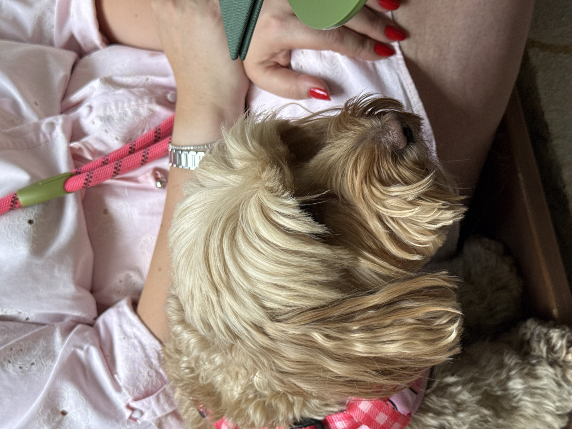 An overhead shot features a light brown, long-haired dog resting on a person's lap. The person, wearing a light pink eyelet shirt and a silver watch, holds a green retractable dog leash in their hands. Their nails are painted a glossy red. Part of a pink and green dog leash lies to the left of the person's arm. The scene is cropped tightly, but a corner of a wooden or cardboard box is visible to the right of the dog. The location is not identifiable from the image.