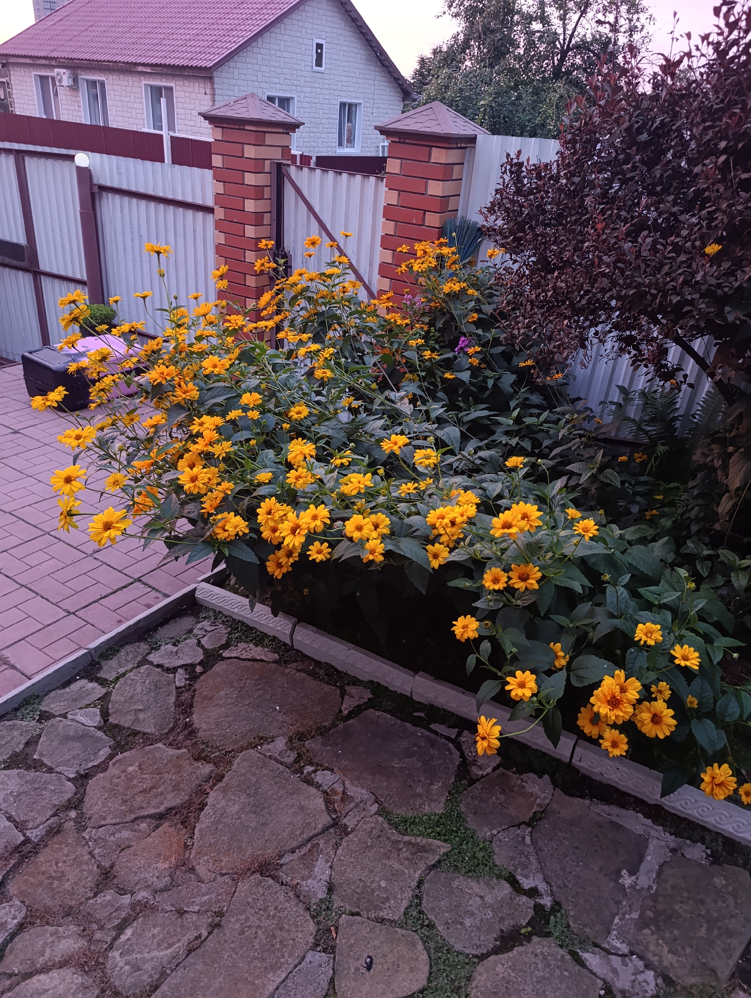 A view of a garden in Artyom, Russia, features a large bush of yellow flowers with dark green leaves, partially obscuring a gray metal fence and a brick gatepost with a pointed roof. Behind the fence, a two-story house with a red-tiled roof and white brick siding is visible, with several windows and an air conditioning unit. To the right of the flowers, a dark red-leafed bush is present. The foreground of the image is a pathway made of irregularly shaped stone pavers interspersed with small green plants. A dark suitcase and a pink object are visible on the paved walkway in the upper left portion of the image.