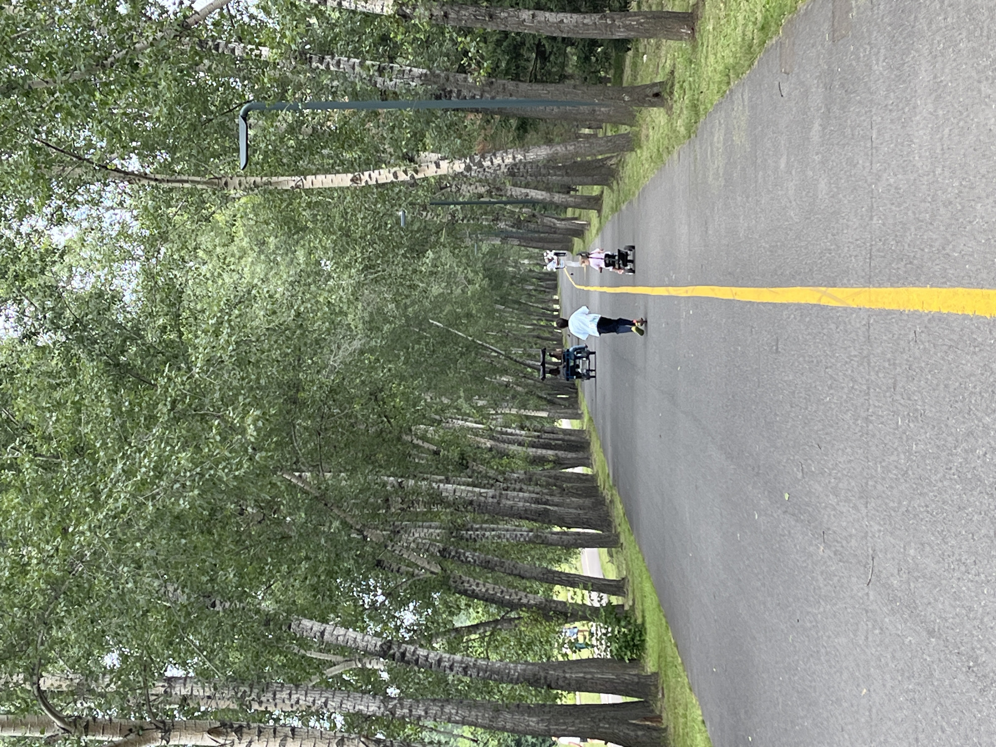 The image depicts a paved pathway lined with tall birch trees in a park-like setting. A bright yellow line runs down the center of the path. In the foreground, two children are visible. A younger child is riding a small tricycle with black wheels. Further ahead, a slightly older child is riding a scooter. In the background, other people and a multi-person bicycle are also present, suggesting a recreational area. The trees have distinctive white bark with black markings and are densely covered with green leaves. The lighting suggests an overcast or diffused daylight. This scene is consistent with the appearance of the "Tsentralny Park Kultury i Otdykha" (Central Park of Culture and Recreation) in the city of Krasnoyarsk, Russia, which is known for its avenues of birch trees and recreational pathways.