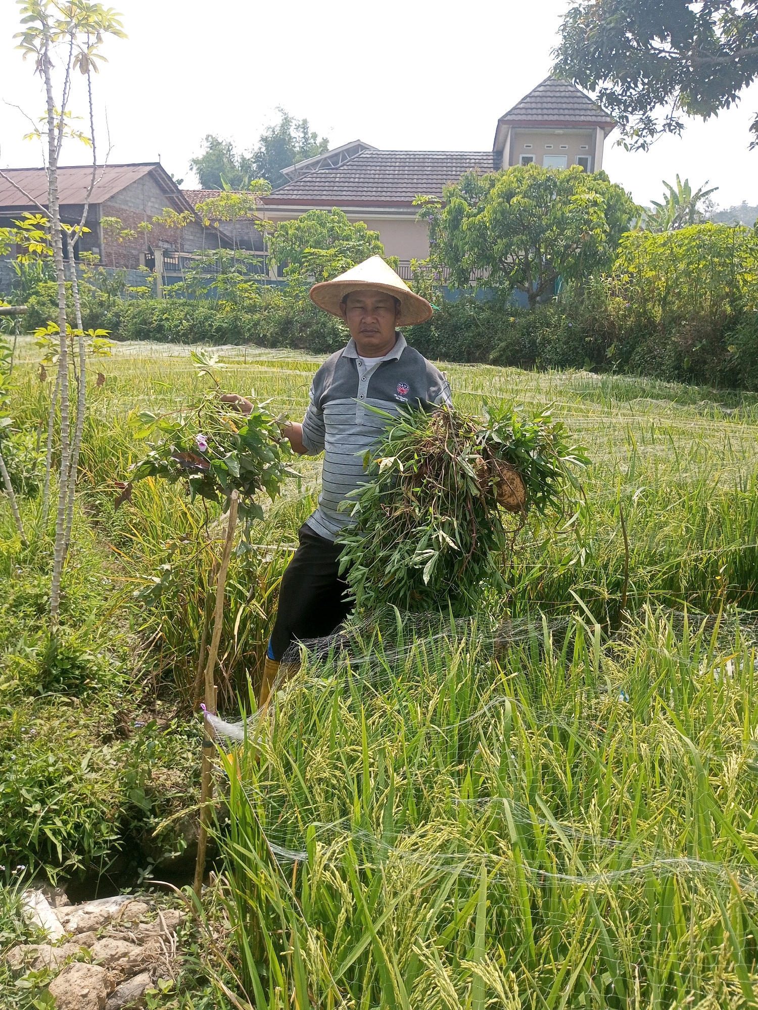 A man wearing a conical hat stands in a rice paddy in Krasak, Indonesia. He is holding a bundle of green foliage and roots in his hands. The man is wearing a grey and white striped shirt and black shorts, with yellow boots. The rice paddy is lush and green, with some stalks of rice beginning to ripen. In the background, there are houses and trees. The sky is clear and blue.