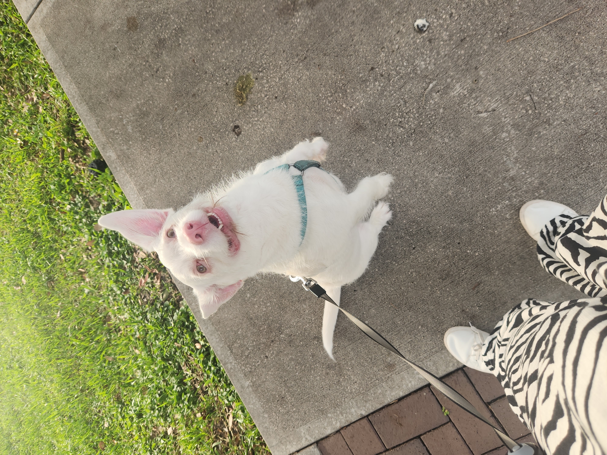 A white dog with pink eyes and ears, wearing a blue harness and leash, sits on a concrete sidewalk adjacent to a grassy area. The dog is looking up at the camera with its mouth open. To the left of the dog, a person's legs and feet, clad in zebra-print pants and white sneakers, are visible. The scene appears to be outdoors, possibly in a park or residential area.
