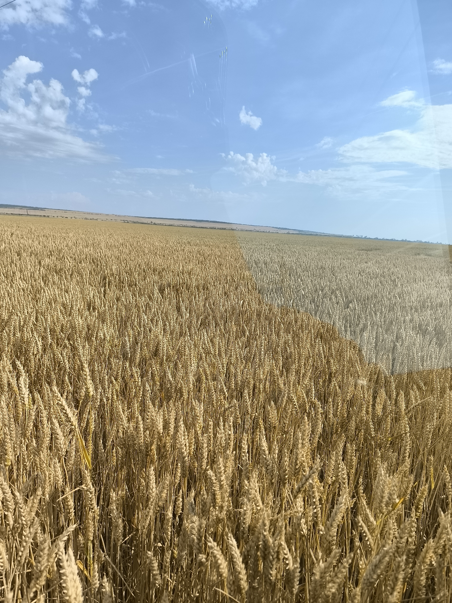 A wide-angle, eye-level shot shows a vast wheat field under a clear blue sky with scattered clouds. The wheat is golden yellow, indicating ripeness, and stretches as far as the eye can see. The field is divided, with a darker, more golden section on the left and a lighter, slightly paler section on the right, suggesting varying stages of ripeness or harvesting. In the distance, a faint horizon line suggests flat terrain. The image appears to be taken from a moving vehicle, possibly a combine harvester, as evidenced by reflections on a glass surface in the upper right corner and faint streaks across the sky, consistent with a window. No people or animals are visible. The scene is located in the vicinity of Inovo, Bulgaria.