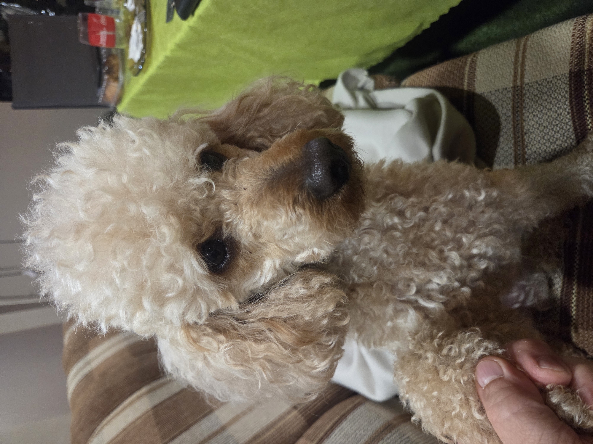 A light brown poodle is sitting on a couch. The dog has curly fur and is looking to the right. In the background, there is a table with a green tablecloth, some food, and drinks. A hand is holding the dog's paw. The image appears to be taken indoors, likely in a home. There is no information in the image to indicate the location in the city of Sadovo, Bulgaria.