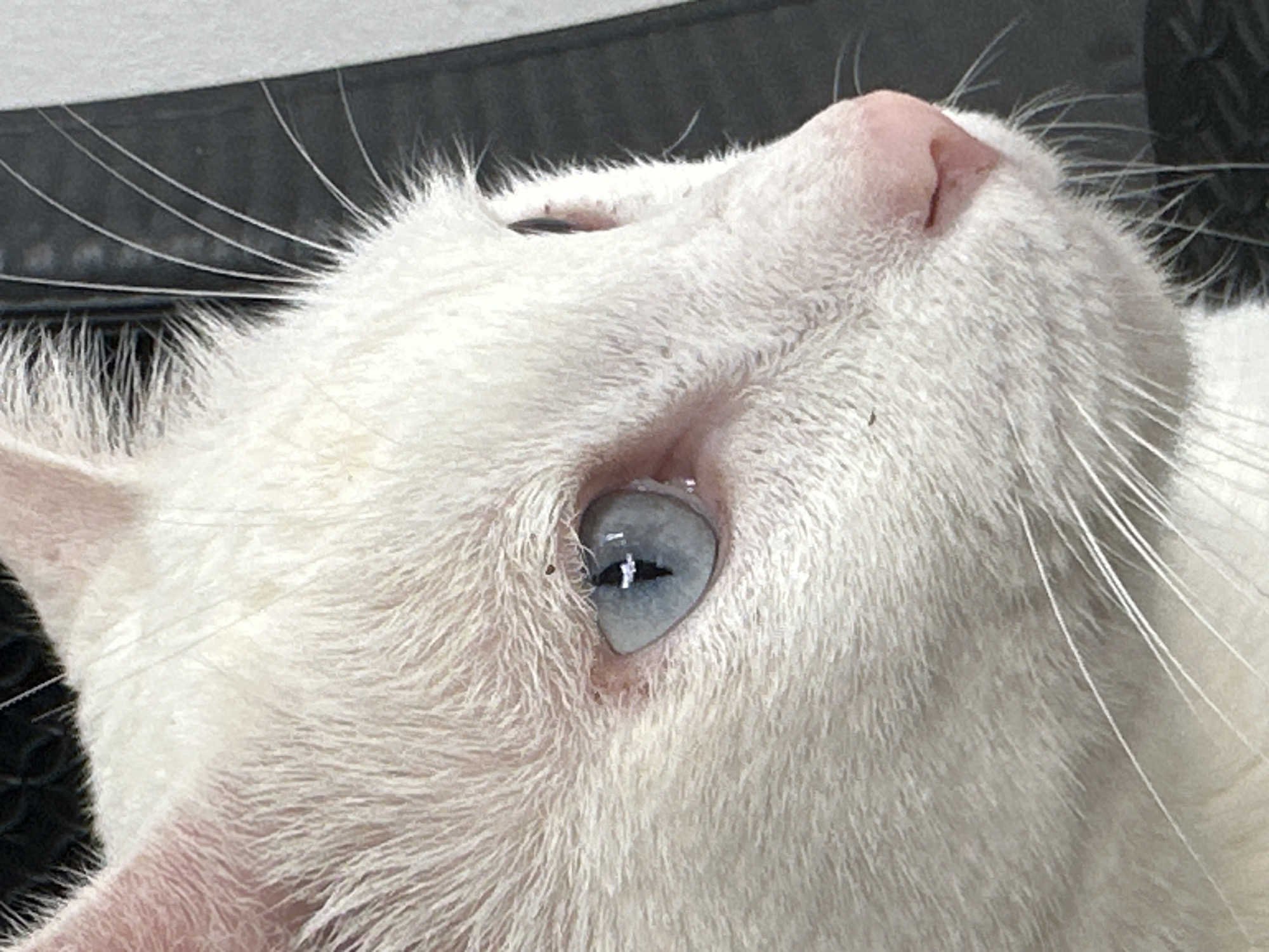 A close-up, profile view of a white cat's head is captured. The cat has striking light blue eyes and a pink nose. Its fur is predominantly white, with some visible whiskers. The background is dark and out of focus, with faint lines suggesting a textured surface, possibly a car interior or a similar environment. The image is focused on the cat's eye and nose area, showcasing the detail of its features. The photograph was taken in Sukawati, Indonesia.