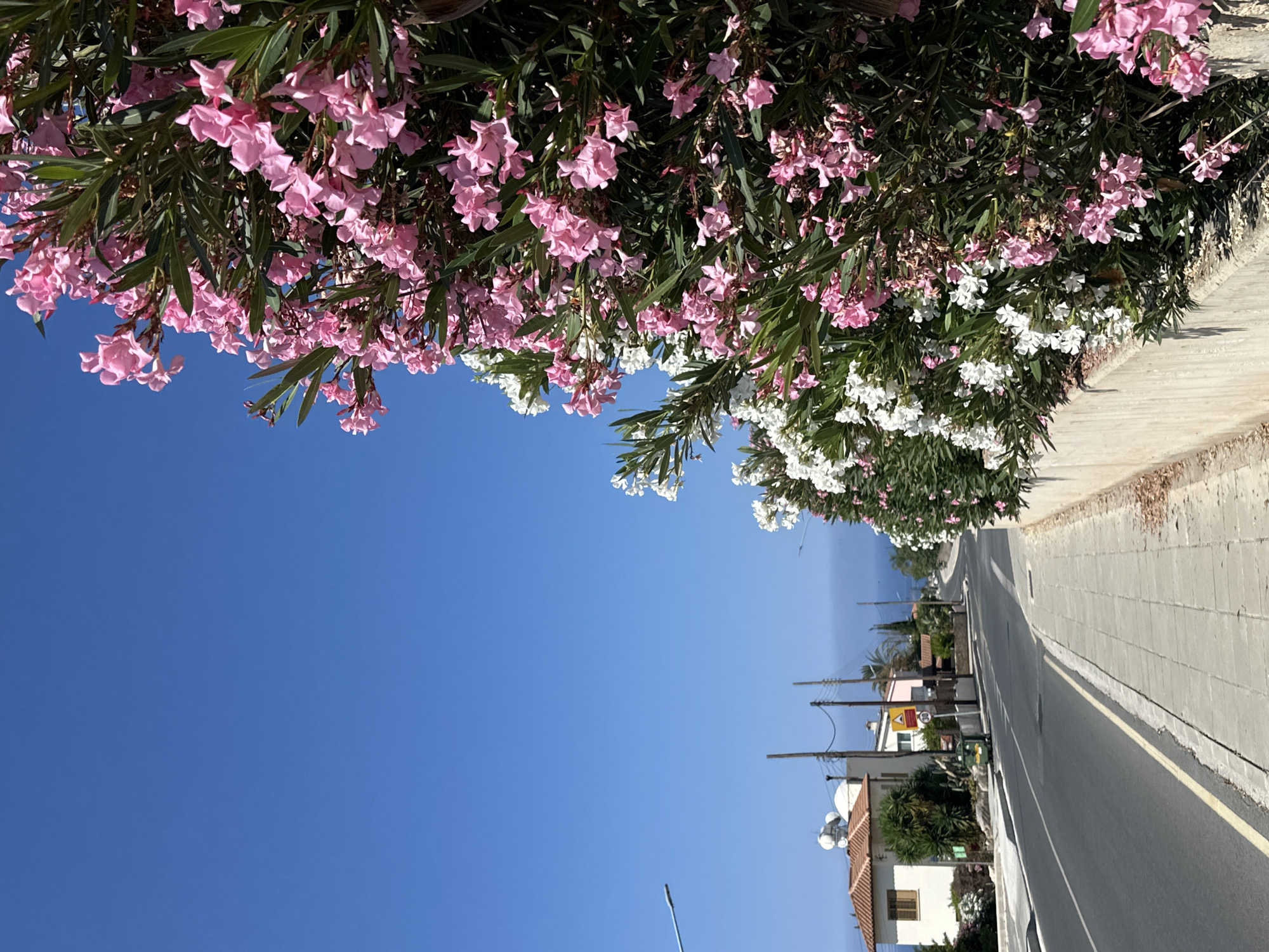 The image depicts a street scene in Peyia, Cyprus. A paved road curves towards the right, with a sidewalk of concrete slabs running along its left edge. A low concrete barrier separates the sidewalk from a lush green bush laden with pink and white oleander flowers. The vibrant flowers dominate the right side of the frame, contrasting with the bright blue sky. On the left side of the road, a white house with a tiled roof is visible, along with other buildings and utility poles. The overall impression is a sunny day in a Mediterranean coastal town.