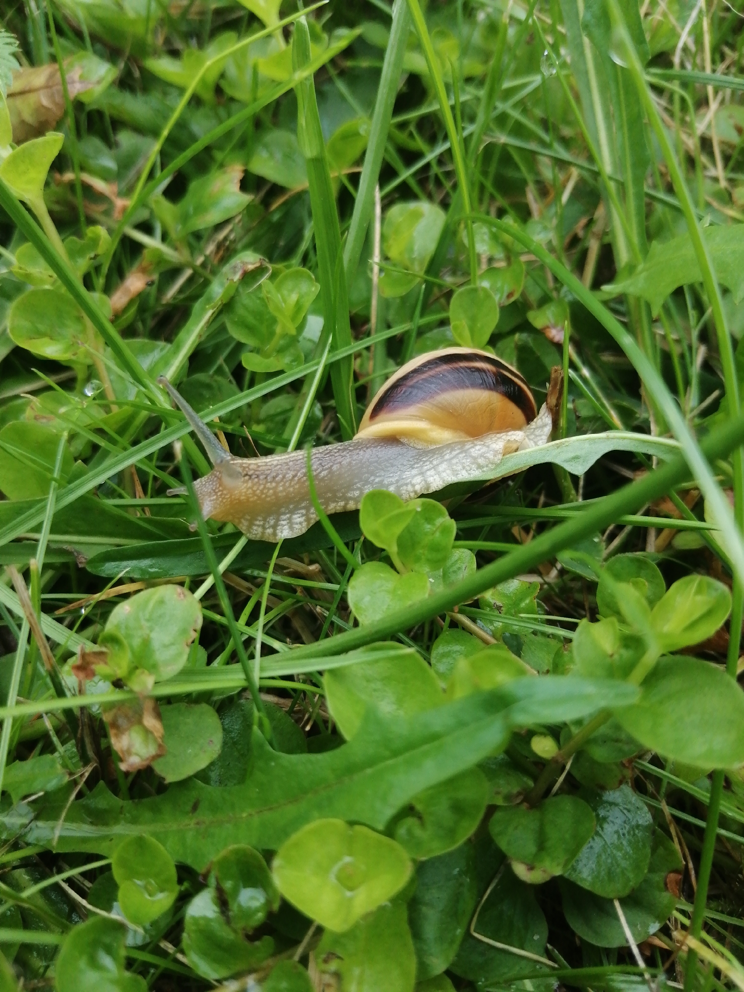 This is a close-up, eye-level, outdoor photograph taken in Slonim, Belarus, amidst lush green vegetation after a rain. The central subject is a land snail, approximately 4-5 centimeters in length, positioned on a broad, green leaf. The snail's shell is prominent, exhibiting a pattern of brown and yellow stripes. Its body, a pale gray with textured skin, extends forward, with two dark eyestalks visible. The snail is oriented horizontally across the frame, moving from left to right.
The environment is characterized by dense, green grass and various small-leaved plants, many of which are wet, with water droplets visible on some leaves, suggesting recent rainfall. The lighting is soft and diffused, consistent with overcast conditions. The background is a blur of green, indicating a shallow depth of field that keeps the focus solely on the snail and its immediate surroundings. There are no other visible subjects or human presence in the frame. The overall impression is one of a natural, undisturbed scene in a garden or park setting within the city.