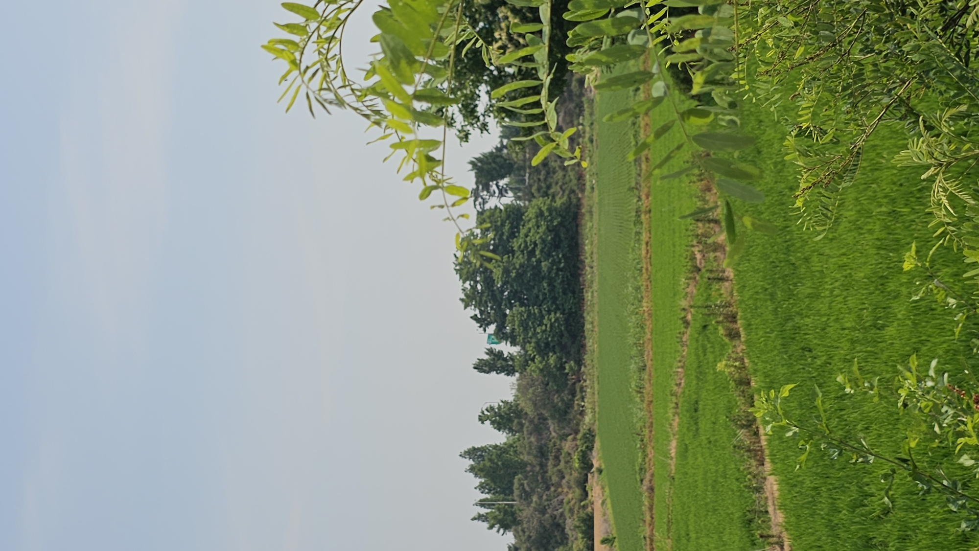 This image depicts a rural landscape near Asan-si, South Korea, on a clear, overcast day. The foreground is dominated by lush green foliage, with the leaves of a tree or shrub framing the right side of the shot. Beyond this, expansive green rice paddies stretch into the mid-ground, divided by earthen pathways. In the background, a gentle incline is covered with a mix of trees and shrubs, with a road and a green road sign visible amongst the trees. The sky is a pale, hazy blue. There are no people or animals visible in the scene. The overall impression is one of agricultural land under a bright, diffused sky.