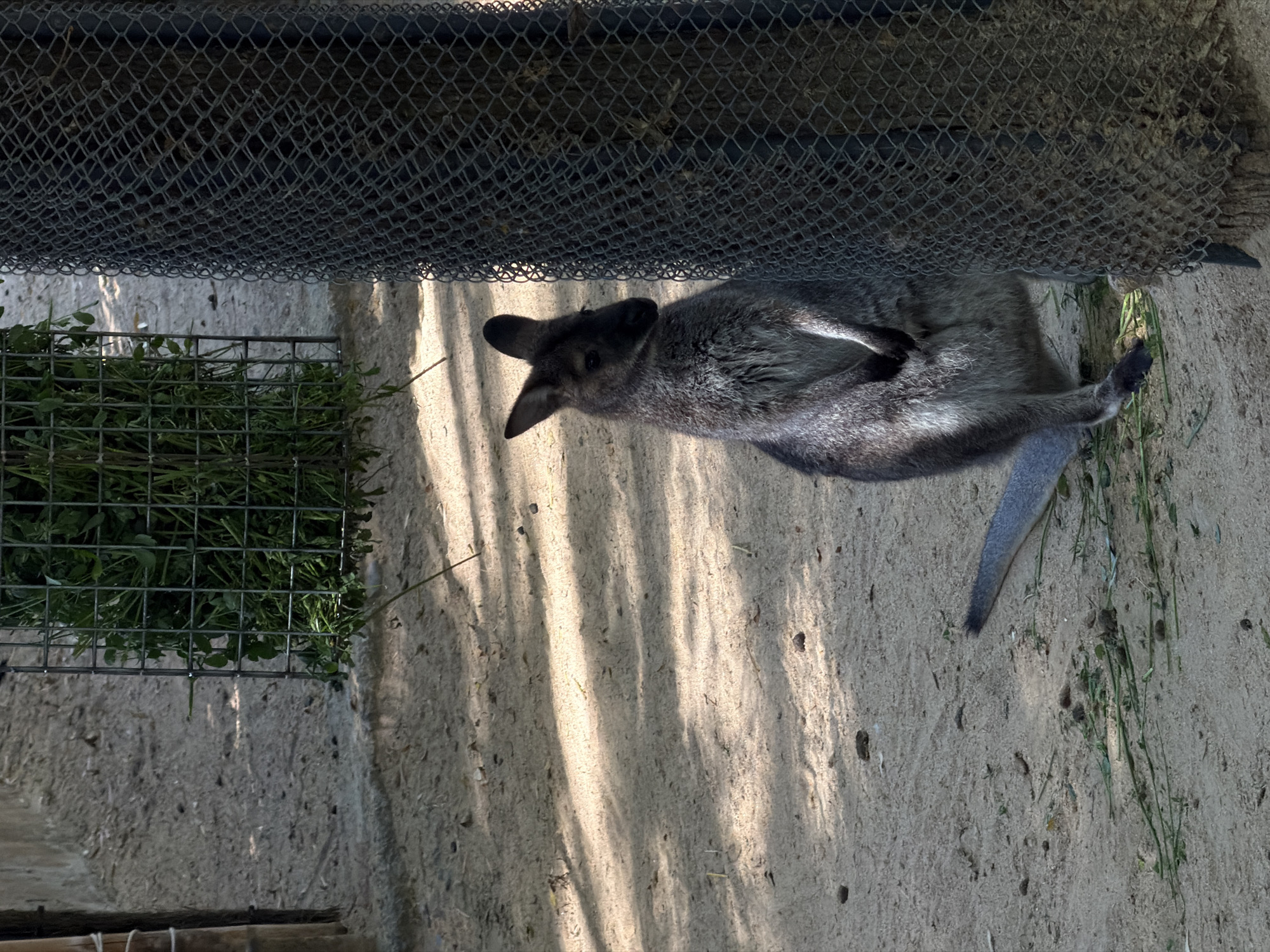A sideways eye-level outdoor shot shows a kangaroo resting on the ground next to a fence, likely within a zoo enclosure. The kangaroo is grey with a dark grey head and ears and is lying on its side with its paws close to its chest. It is near a wire mesh fence. Above the kangaroo is a dark grey chain-link fence that may be part of the enclosure. Light and shadow stripe the ground, while green foliage grows near the fence behind the kangaroo. Based on the environment and architecture of other pictures from the site, this photo was taken at the Barcelona Zoo in Barcelona, Spain.