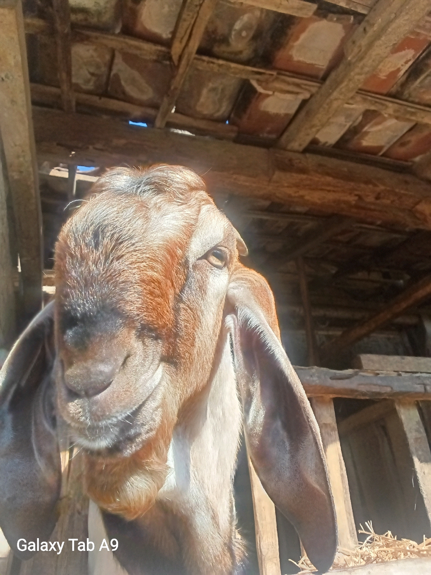 A close-up, low-angle shot shows the head of a brown and white goat in a wooden structure, likely a barn or stable. The goat's large ears droop down, and its muzzle is visible, along with one eye. The background consists of weathered wooden beams and supports, suggesting an old or rustic setting. Sunlight filters through the structure, creating highlights and shadows. The bottom left of the image contains a watermark that reads "Galaxy Tab A9." The image is likely from Trenggalek, Indonesia, given the watermark.