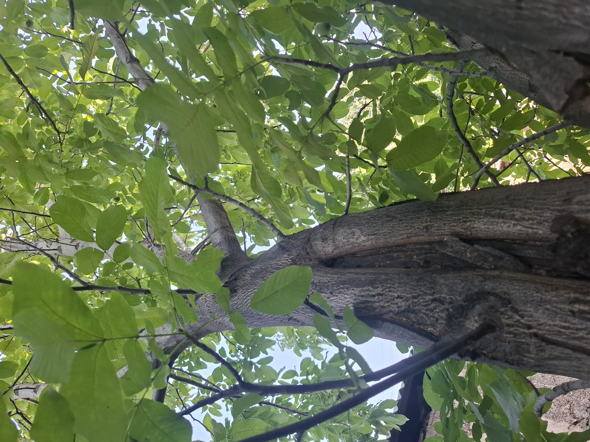 The image shows a close-up, low-angle view of a mature tree with a thick, textured trunk and abundant green leaves. The tree's branches extend upwards and outwards, creating a canopy that partially obscures the bright sky. The bark of the trunk is rough and greyish-brown, with deep fissures and ridges. Some smaller branches are visible, with delicate twigs and numerous oval-shaped leaves. In the background, glimpses of what appear to be a tiled roof and a stone wall suggest an urban or semi-urban setting. The lighting indicates it is daytime, with sunlight filtering through the leaves. There are no people or animals visible in the frame. The scene is consistent with an outdoor environment in Almaty, Kazakhstan, likely a park, garden, or residential area.