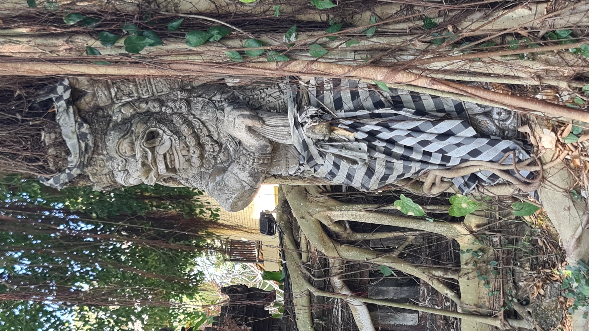 The image shows a stone statue of a creature with fangs and a fierce expression, partially obscured by the roots and vines of a large tree. The statue is draped with a black and white checkered cloth, characteristic of Balinese temple attire. The background reveals a glimpse of a building with wooden balconies and windows, suggesting an outdoor setting. The statue is situated among thick, gnarled tree roots that snake across the ground and up the trunk of the tree. The environment appears to be lush and overgrown, with leaves and debris scattered on the ground. This scene is likely located at the Goa Gajah (Elephant Cave) archeological site in Denpasar, Indonesia, a place known for its ancient stone carvings and banyan trees.