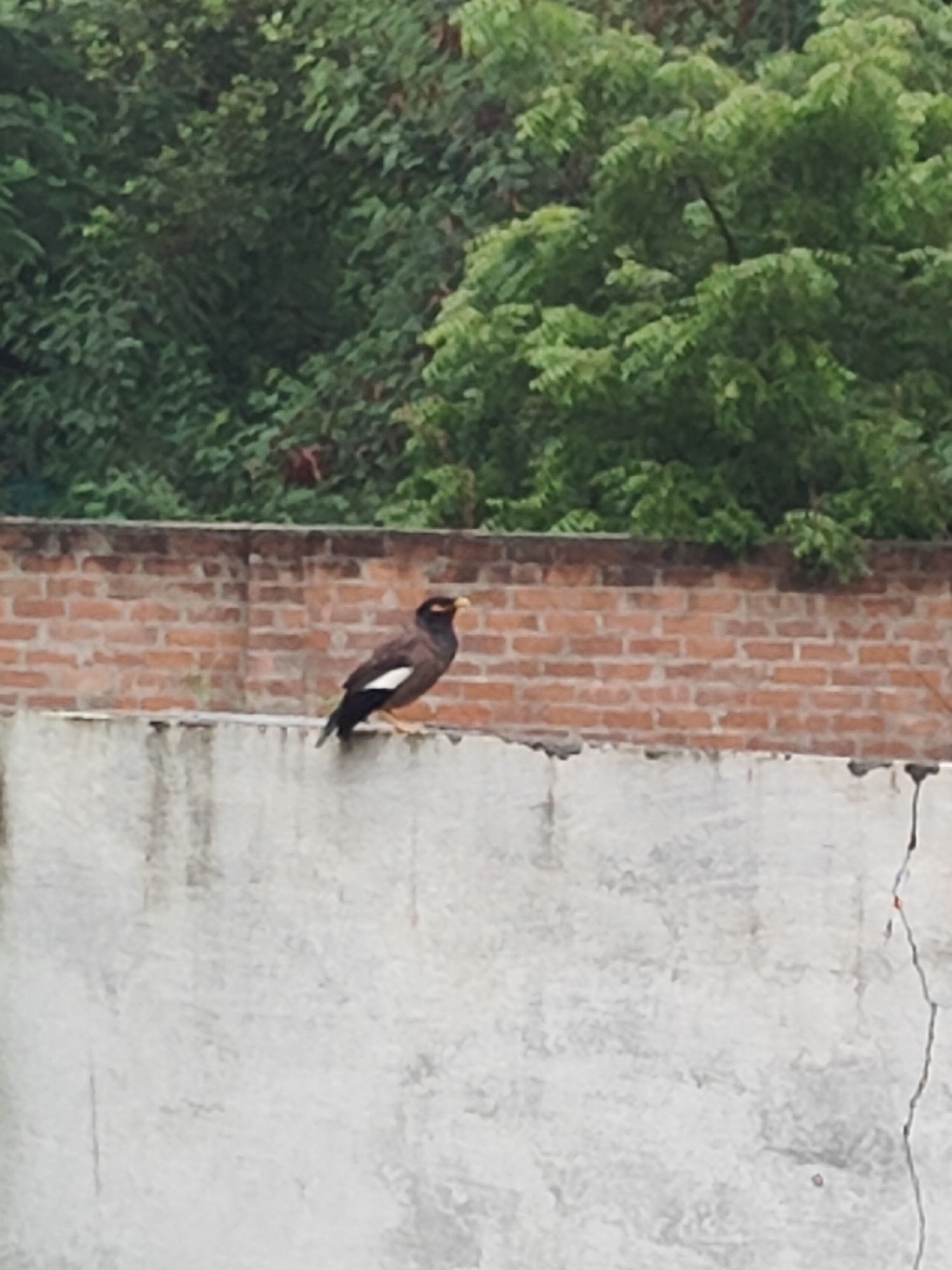 A Myna bird is perched on a grey concrete wall, with a red brick wall and lush green trees in the background. The bird is facing to the right, with its beak slightly open. Its plumage is dark with white markings on its wings. The concrete wall appears to be a rooftop or parapet. The scene is likely an outdoor setting in a city with vegetation. The image quality is slightly blurry, but the subject is clearly identifiable. The presence of brick walls and concrete structures suggests an urban or suburban environment. The lush greenery indicates a location with access to natural elements, possibly a park or residential area with trees.