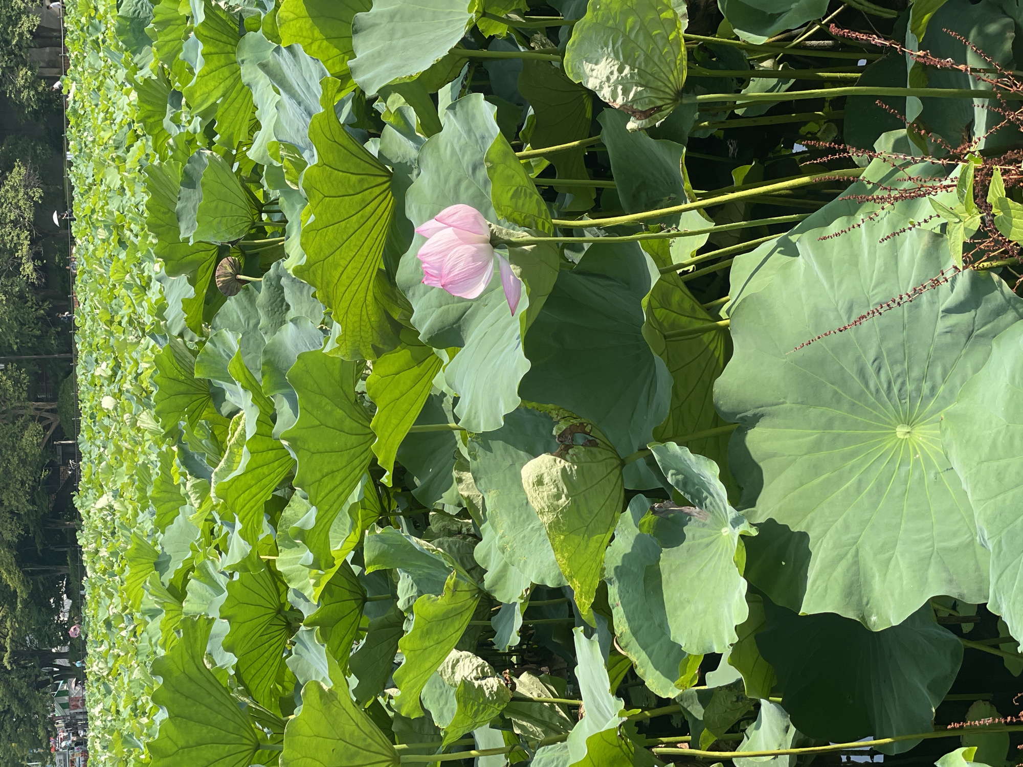 A wide shot depicts a dense field of lush green lotus leaves in the Ueno Park pond, Taito, Japan. A single, delicate pink lotus flower stands prominently in the center-right of the frame, its petals unfurling towards the sunlight. The leaves, some large and round, others folded or slightly damaged, create a textured carpet across the water. In the background, a faint line of trees and distant figures suggest the park's surroundings, hinting at a bustling urban environment juxtaposed with the serene natural scene. The lighting indicates it is a bright, sunny day.