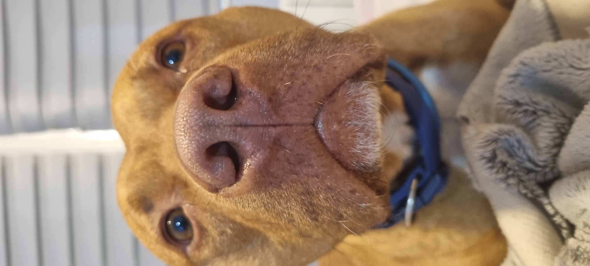 A close-up, angled portrait of a dog's face. The dog has light brown fur, a pink nose with visible nostrils, and brown eyes. A blue collar is visible around its neck. The background is blurred and appears to include white blinds and a gray, fuzzy object.
