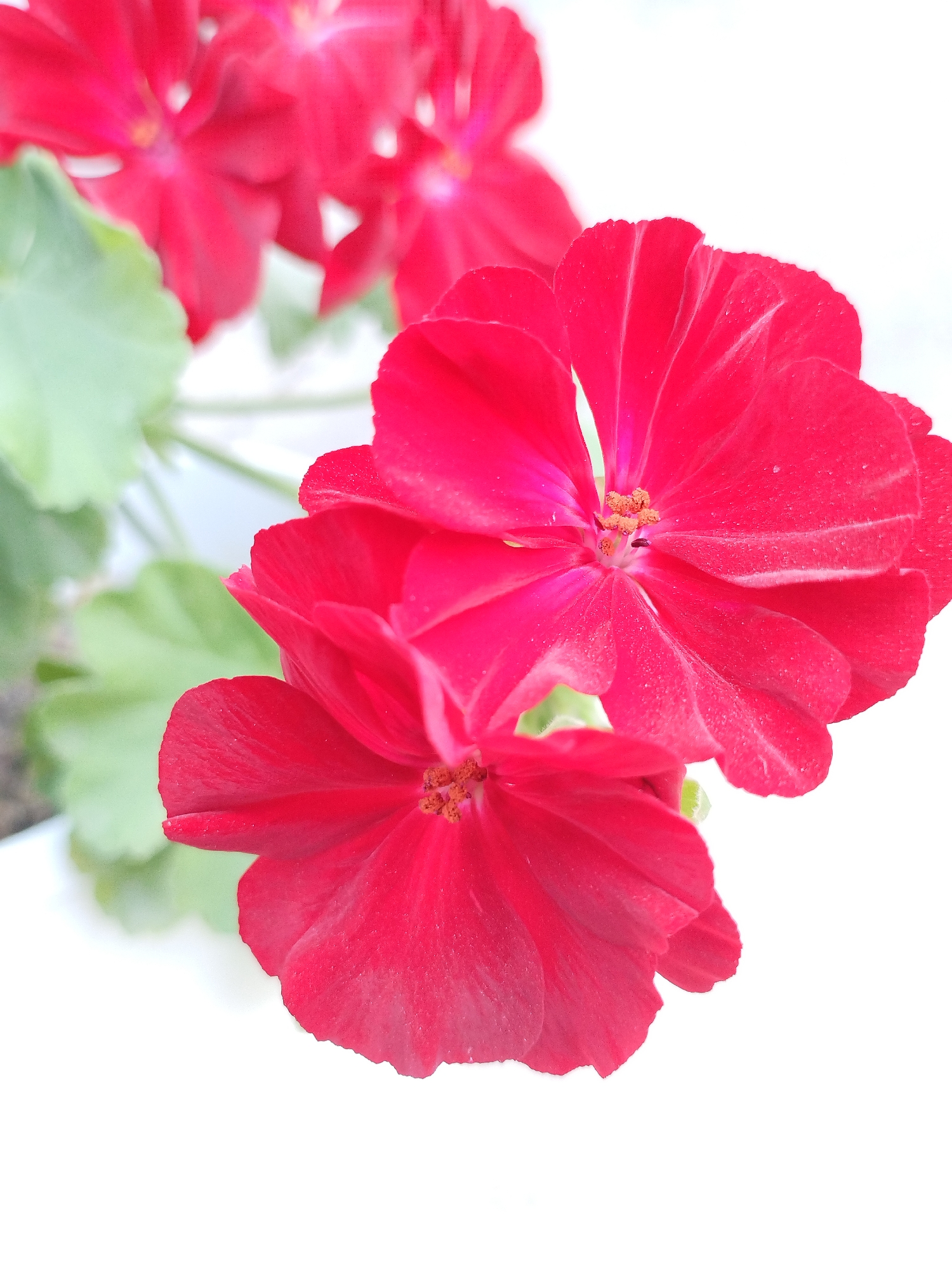 The image displays a close-up view of several vibrant red geranium flowers with green leaves against a bright white background. The flowers are in focus, showcasing their delicate petals and dark centers. The leaves are slightly blurred, providing a soft backdrop. The scene is likely outdoors, given the natural elements, but the specific location in Kyzyl-Kyya, Kyrgyzstan, cannot be determined from the image alone. No people or actions are depicted.