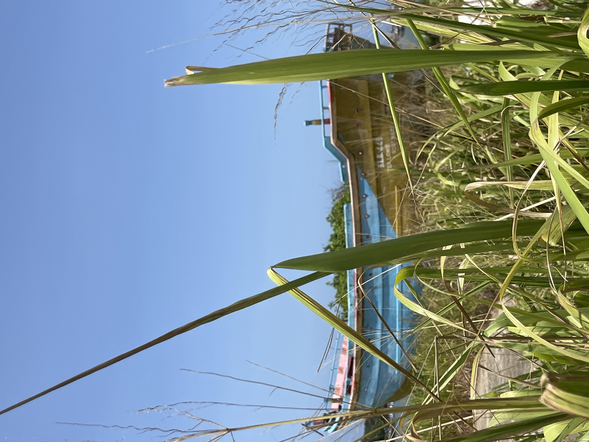 In Dondra, Sri Lanka, a beached boat rests amidst lush green grass under a clear blue sky. The boat, painted in vibrant shades of blue and yellow with accents of pink and red, appears weathered. The vessel's hull is clearly visible, with markings reading "S.L.A. 448" and "SEA LION" prominently displayed. Tall blades of grass and reeds in the foreground partially obscure the view of the boat, creating a sense of depth and emphasizing the natural overgrowth surrounding the abandoned vessel. The scene suggests a quiet, perhaps abandoned, coastal area.