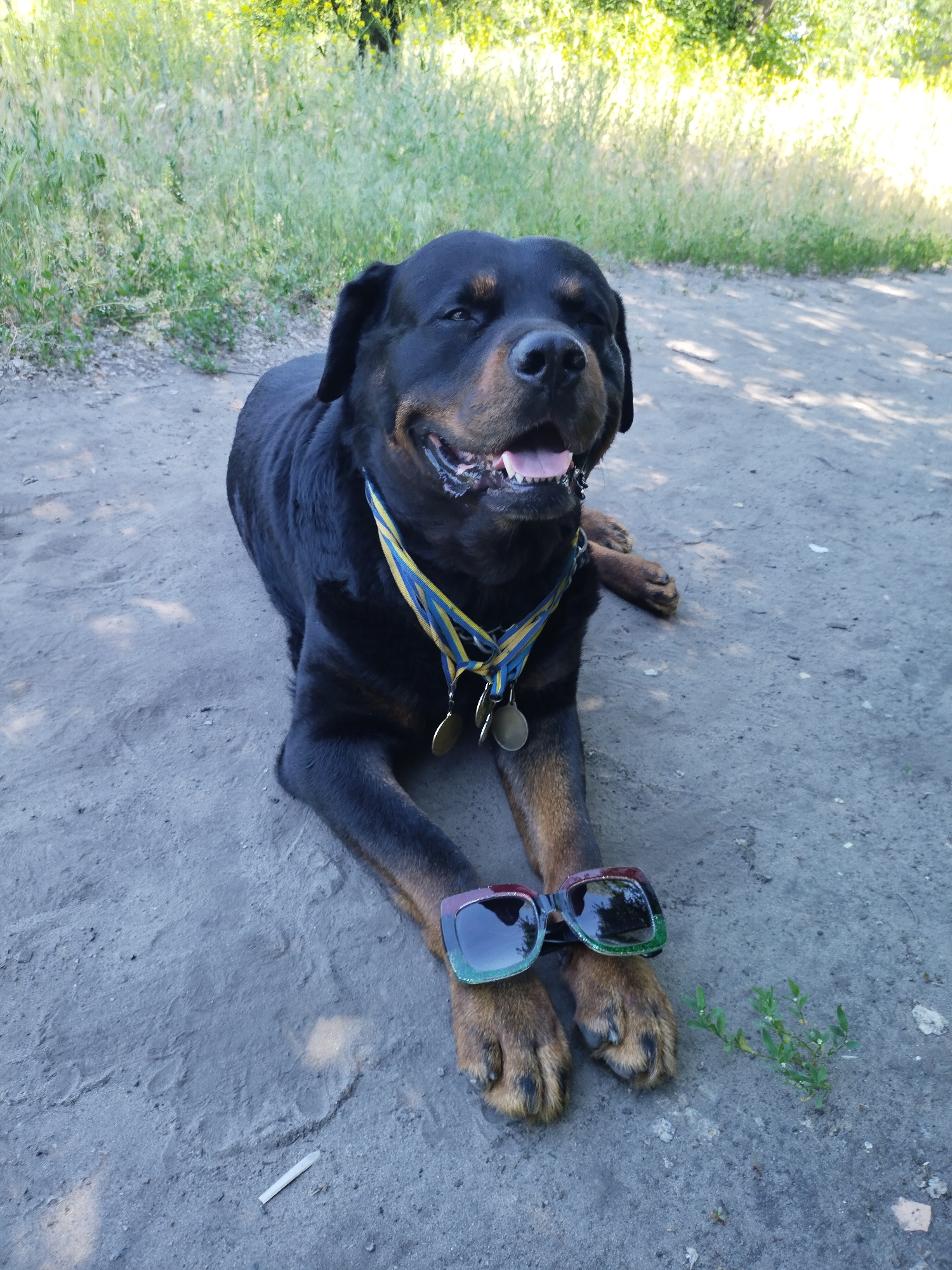 A Rottweiler dog lies on a dirt path, wearing a yellow and blue ribbon collar with medals and novelty sunglasses on its paws. The dog is in an outdoor setting with green foliage in the background and dappled sunlight on the path. The image was taken in the city of Horishni Plavni, Ukraine.