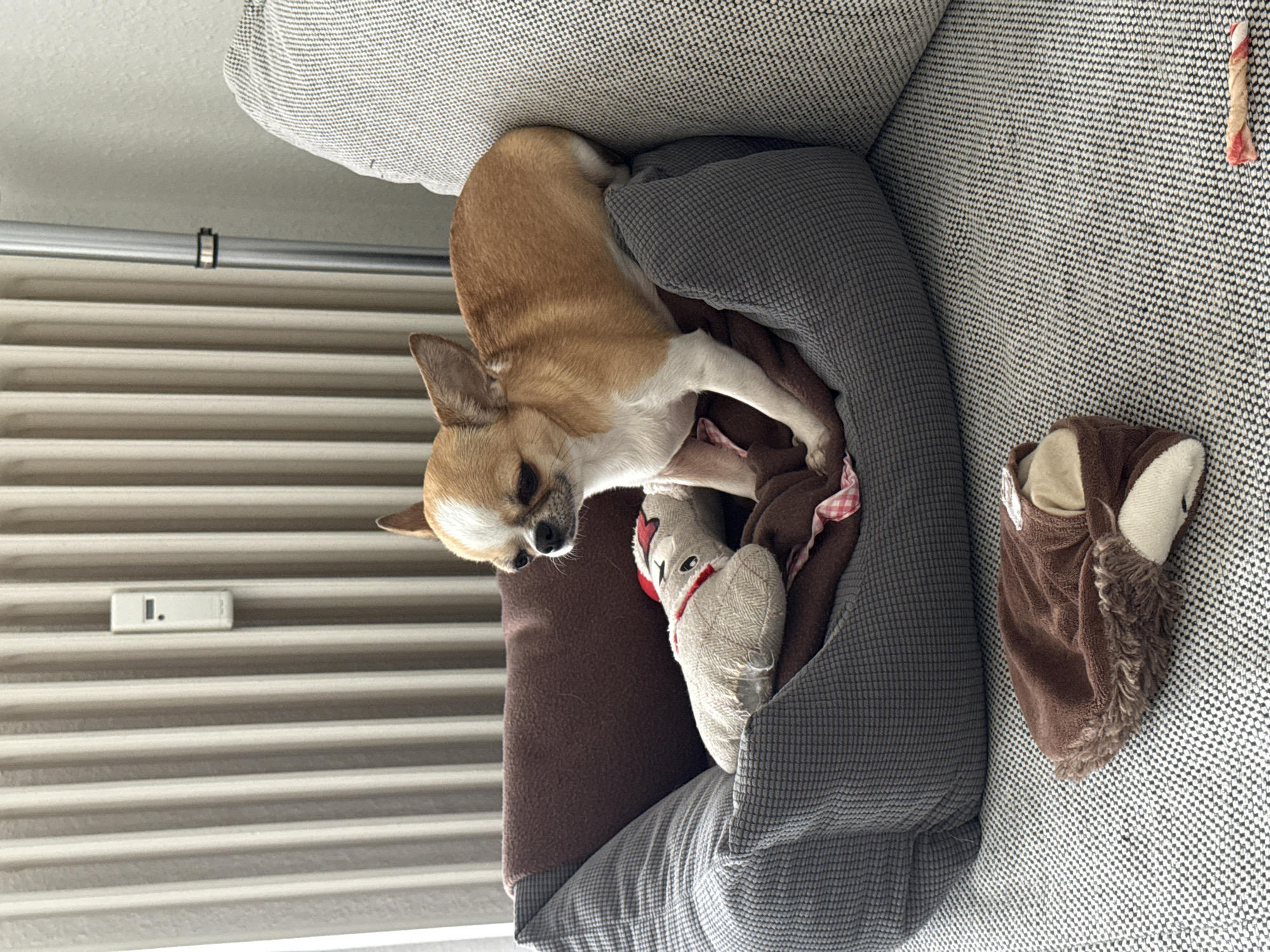 A small, tan and white Chihuahua-like dog is captured resting peacefully in a soft, grey dog bed with brown interior lining. The dog appears to be sleeping or in a relaxed state, nestled around a light-colored, sock-like plush toy with red accents. The dog bed itself is situated on a light-colored sofa featuring a distinct black and white textured, possibly woven, fabric pattern.
Adjacent to the dog bed on the sofa, a fluffy, brown animal-shaped plush toy or small bed is visible. Further to the upper right on the sofa, a chew stick with red and white stripes lies on the fabric. In the background, behind the sofa and dog bed, horizontal radiator fins or window blinds are apparent, with a thin silver bar running above them. A small white plastic clip is attached to this silver bar. Additionally, a rectangular white device with "I." or "1." printed on it is mounted on the radiator/blinds. The scene depicts a calm, indoor setting, likely during the daytime, in a residence located in Berlin, Germany.