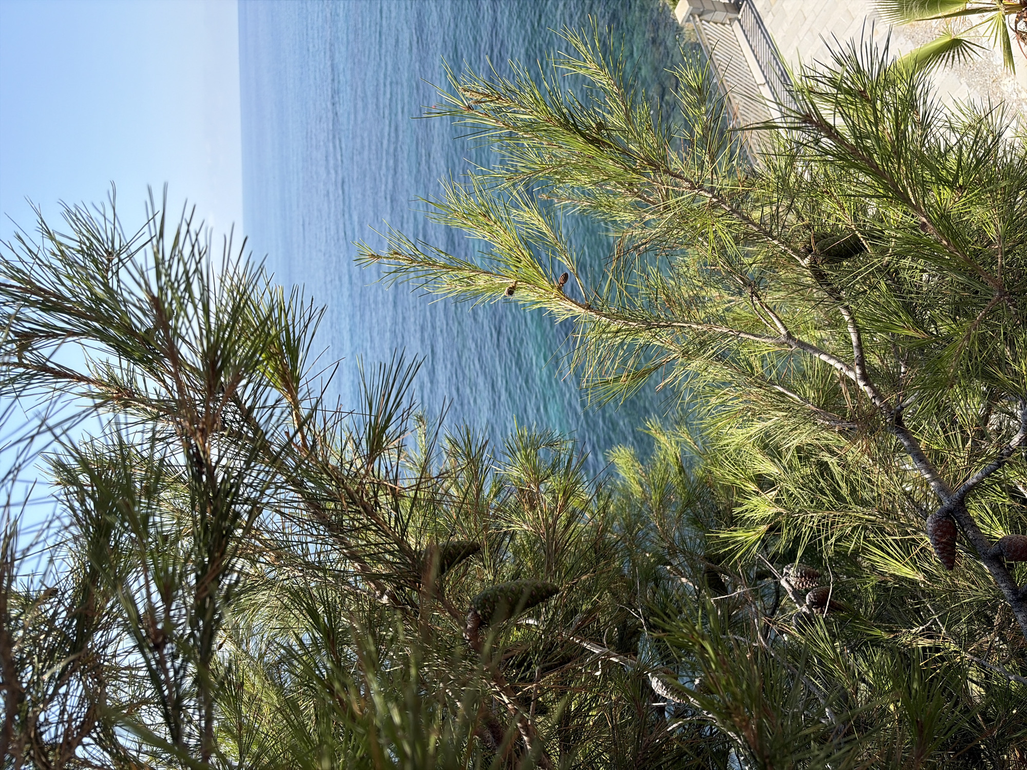 The image depicts a close-up view of pine branches and pinecones in the foreground, with a bright blue sea and clear sky in the background. A paved walkway with a white railing is visible on the right side, suggesting a coastal location with a promenade. The scene appears to be set in Imperia, Italy, given the characteristic Mediterranean vegetation and coastline. There are no people or animals present in the image. The lighting suggests it is daytime, likely with bright sunlight.