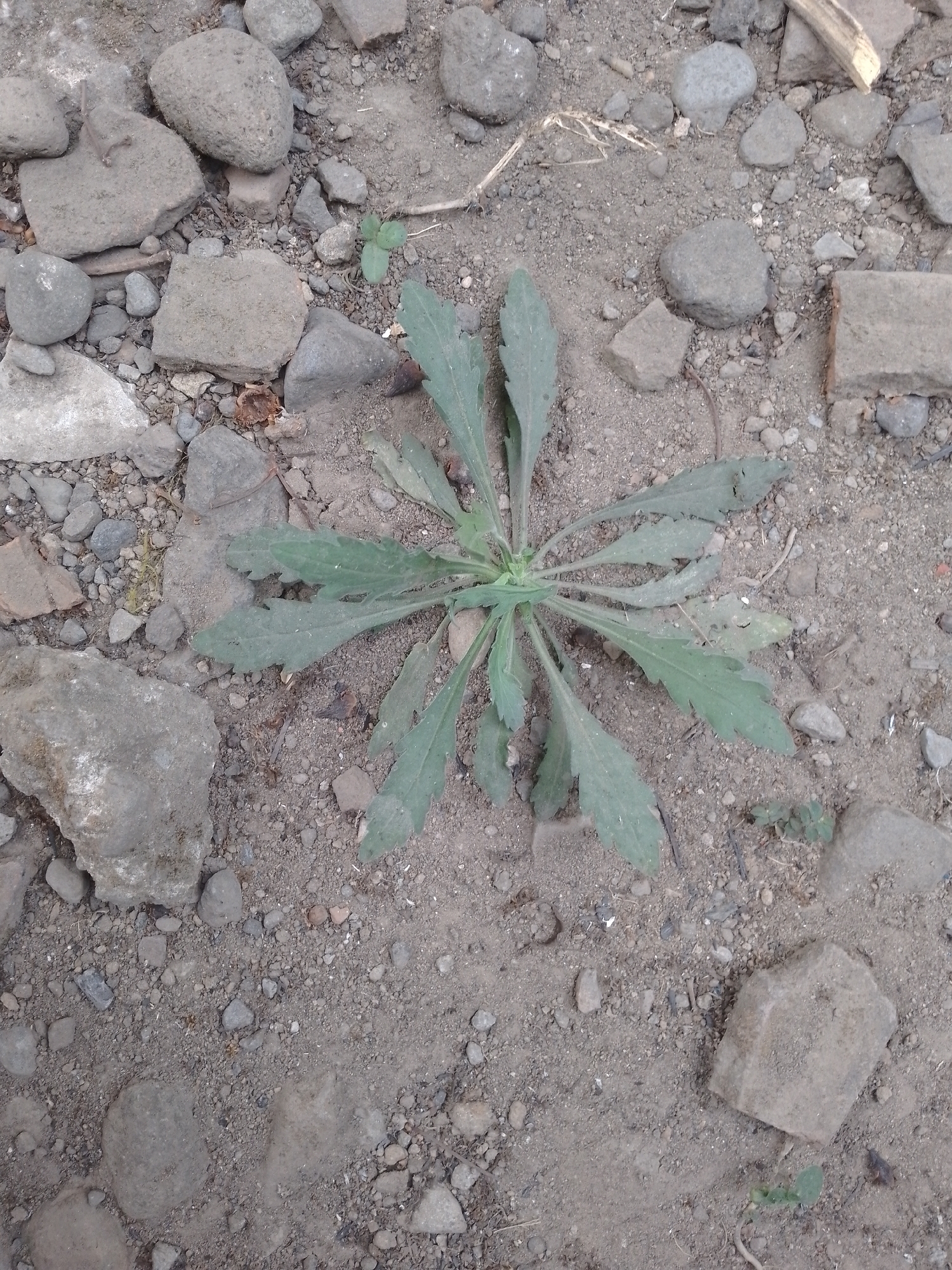 In Kauman, Indonesia, a close-up overhead view captures a small, green plant with serrated leaves growing in dry, dusty soil. The ground is uneven, littered with various sizes of grey stones, pebbles, and fragmented pieces of what appears to be brick or concrete. A few dry, thin twigs are scattered across the surface. The lighting suggests it is daytime.