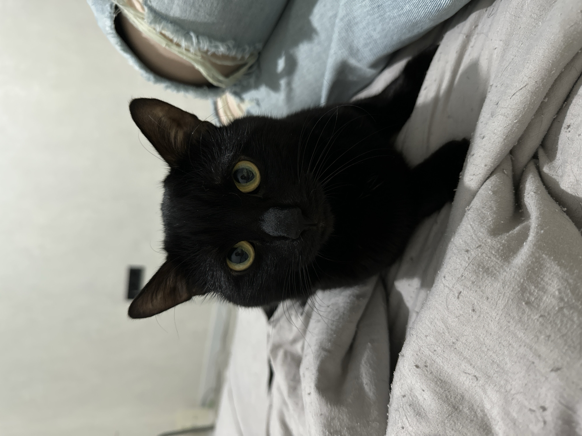 The photograph captures a black cat in a close-up, tilted shot, looking directly at the camera. The cat, with sleek black fur, striking yellow-green eyes, and a prominent black nose, occupies the center of the frame. Its ears are perked, and long, delicate whiskers extend outwards. The cat appears to be nestled comfortably on a light grey, textured fabric, possibly a blanket or soft clothing, which exhibits some lint or small fibers. Partially visible at the top and left of the frame is a person wearing light blue distressed denim, suggesting a casual, intimate moment indoors. The background is a simple, light-colored wall or surface, providing a clean backdrop for the feline subject. The lighting is soft and ambient, characteristic of an indoor setting, and evokes a cozy atmosphere. The cat's direct gaze conveys curiosity or engagement with the viewer. No text is visible in the image. This scene is set in Chaikovsky, Russia.
