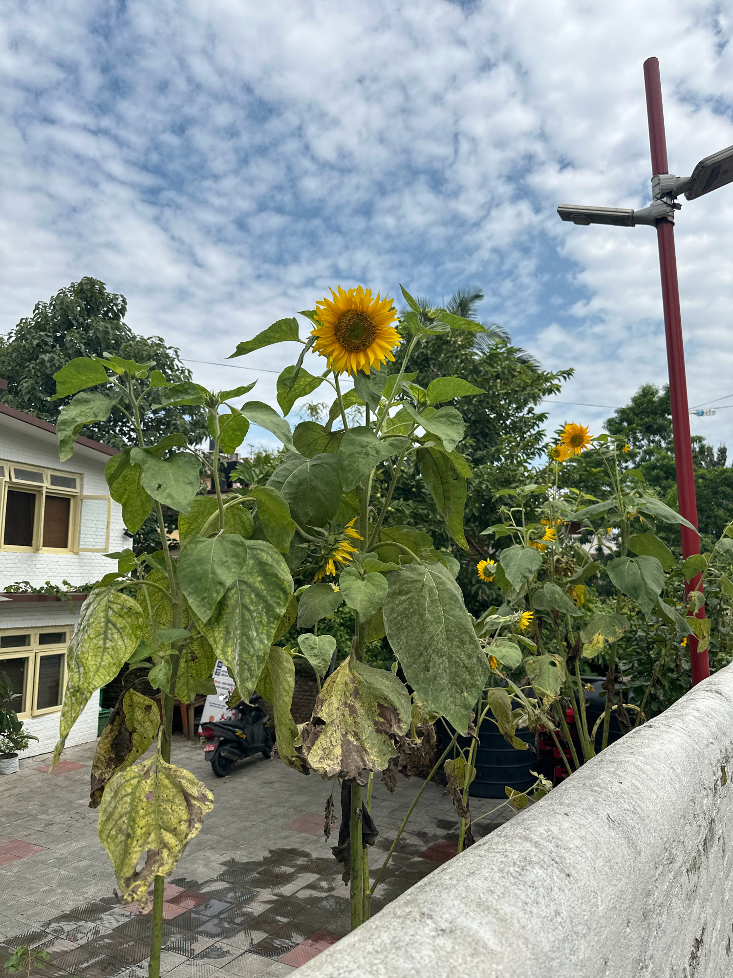 An outdoor shot captures several sunflowers with yellow petals and brown centers against a backdrop of a cloudy sky, trees, and a white building. A red pole with two lights, possibly a street lamp, stands on the right. In the background, a black motorcycle is parked on a tiled patio. The scene appears to be set in Lalitpur, Nepal.