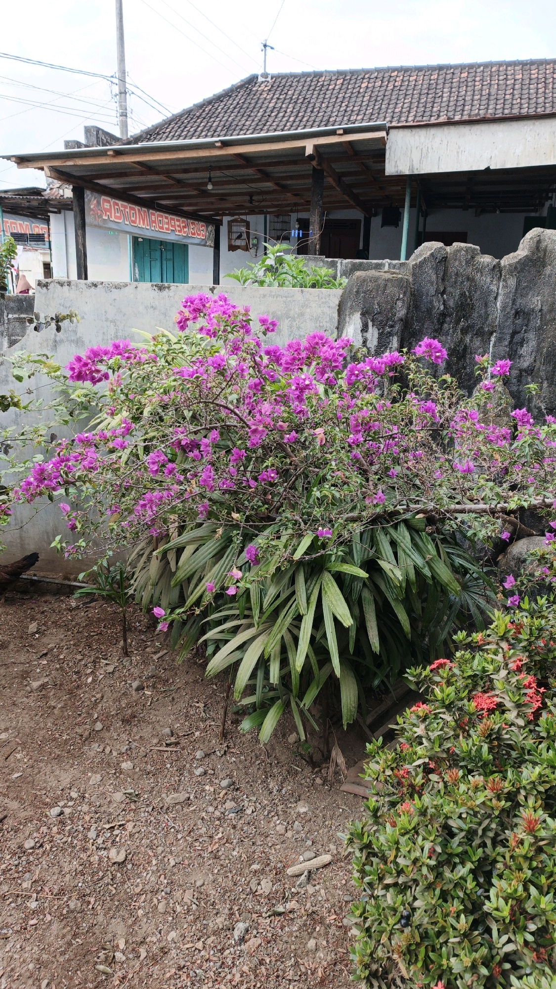 The image shows an outdoor scene in the city of Campurdarat, Indonesia. In the foreground, there is a patch of ground covered with small stones and dirt. A vibrant bush with numerous pink flowers, identified as bougainvillea, dominates the center of the frame. To the right, a smaller bush with red flowers is visible. Behind the flowers, a concrete wall with a rough, textured surface is present. Further back, there is a building with a tiled roof, supported by wooden beams. A sign with red lettering is attached to the building's facade. A power pole stands in the background, and the sky is overcast. The overall impression is of a tropical setting with lush vegetation and a rustic building.