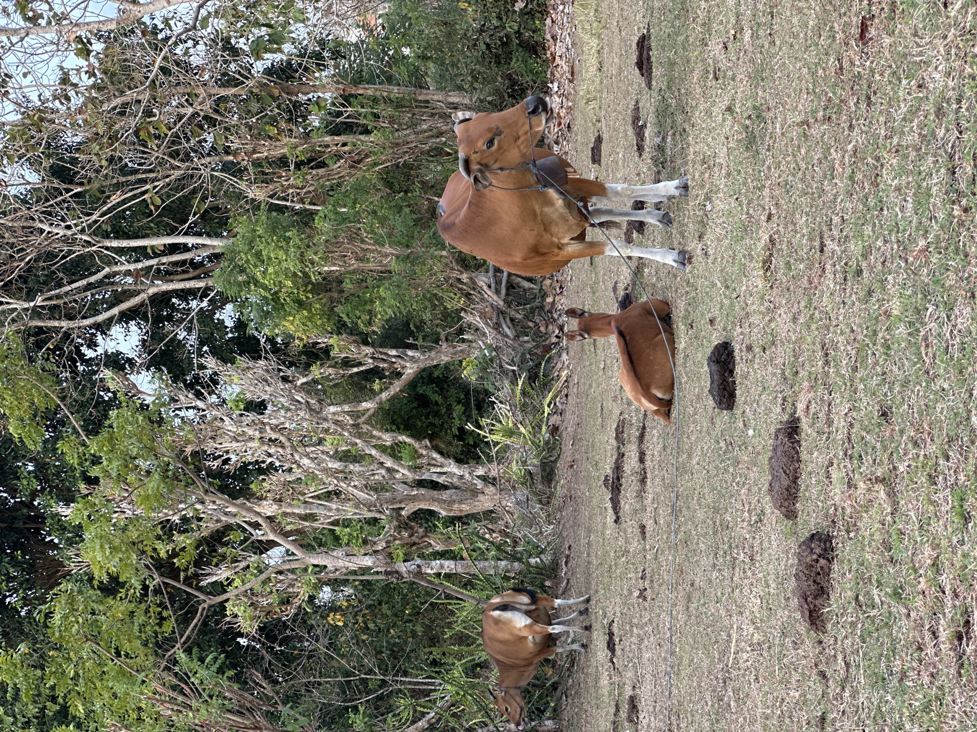 In Kuta Selatan, Indonesia, a brown cow with a bell around its neck stands in a grassy field. Another brown cow lies down in the foreground, and a third cow is visible in the background, facing away from the camera. The field is dotted with patches of dark brown dung. A thin wire is strung across the ground, connecting to the lying cow. Lush green trees and dry, leafless branches form the backdrop of the scene. The sky is overcast.