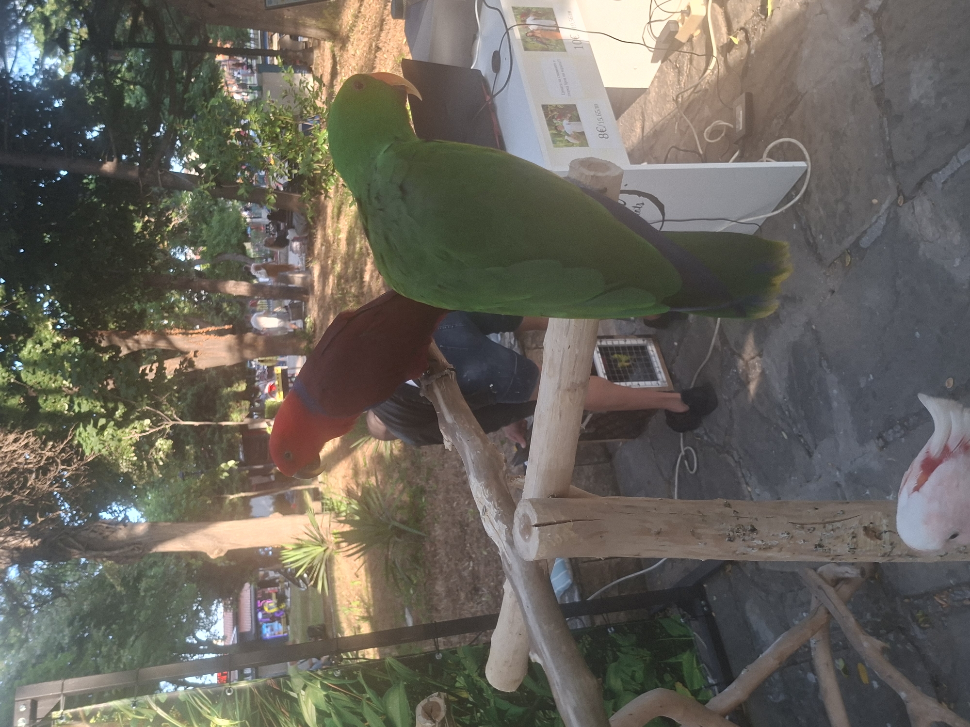In Sozopol, Bulgaria, two parrots are perched on a wooden structure in an outdoor area. A red parrot is positioned on a horizontal branch, and a green parrot is on a lower, angled branch. Behind them, a person wearing blue shorts and a dark shirt is visible, seemingly tending to something. The environment includes trees, a paved ground, and a table with a laptop and some signage. In the foreground, the tail of a pink and white bird is partially visible.