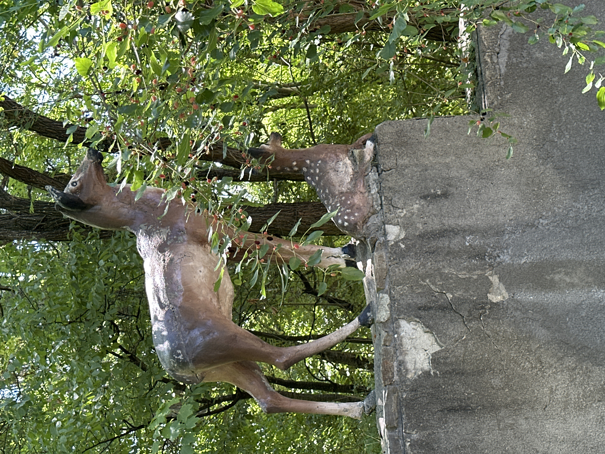 This image depicts two concrete statues of deer situated on a stone wall. The larger deer statue is standing, while the smaller fawn is resting. Both statues are positioned amidst lush green foliage with visible berries on some of the branches. The scene appears to be outdoors, with trees forming a natural backdrop. The concrete wall exhibits signs of wear and tear, with cracks and weathered surfaces. The lighting suggests it is daytime. The specific location in the city of Makiv, Ukraine, is not discernible from the image itself.
