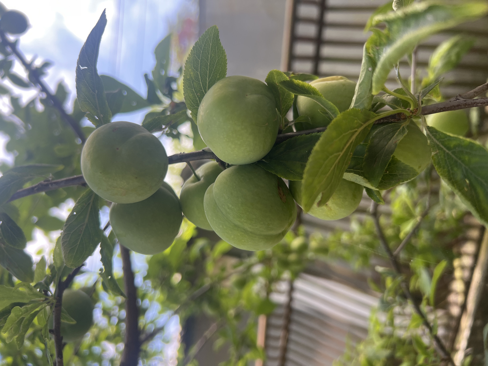 The image depicts a close-up, upward-angle view of a tree branch bearing several unripe, green stone fruits, likely plums, in the city of Unknown, Unknown. The fruits are primarily round to slightly oval, smooth-skinned, and green, clustered on a slender brown branch with numerous vibrant green leaves. Approximately nine distinct fruits are visible, with others blurred in the background. The immediate background is heavily blurred, revealing dappled sunlight filtering through more foliage and a bright, overcast sky in the upper right quadrant. In the mid-ground on the left, a corrugated metal structure, possibly a fence or roof, is partially visible. On the right, a darker, slatted fence or barrier is discernible behind the fruit-laden branch. No individuals or animals are present in the frame.
