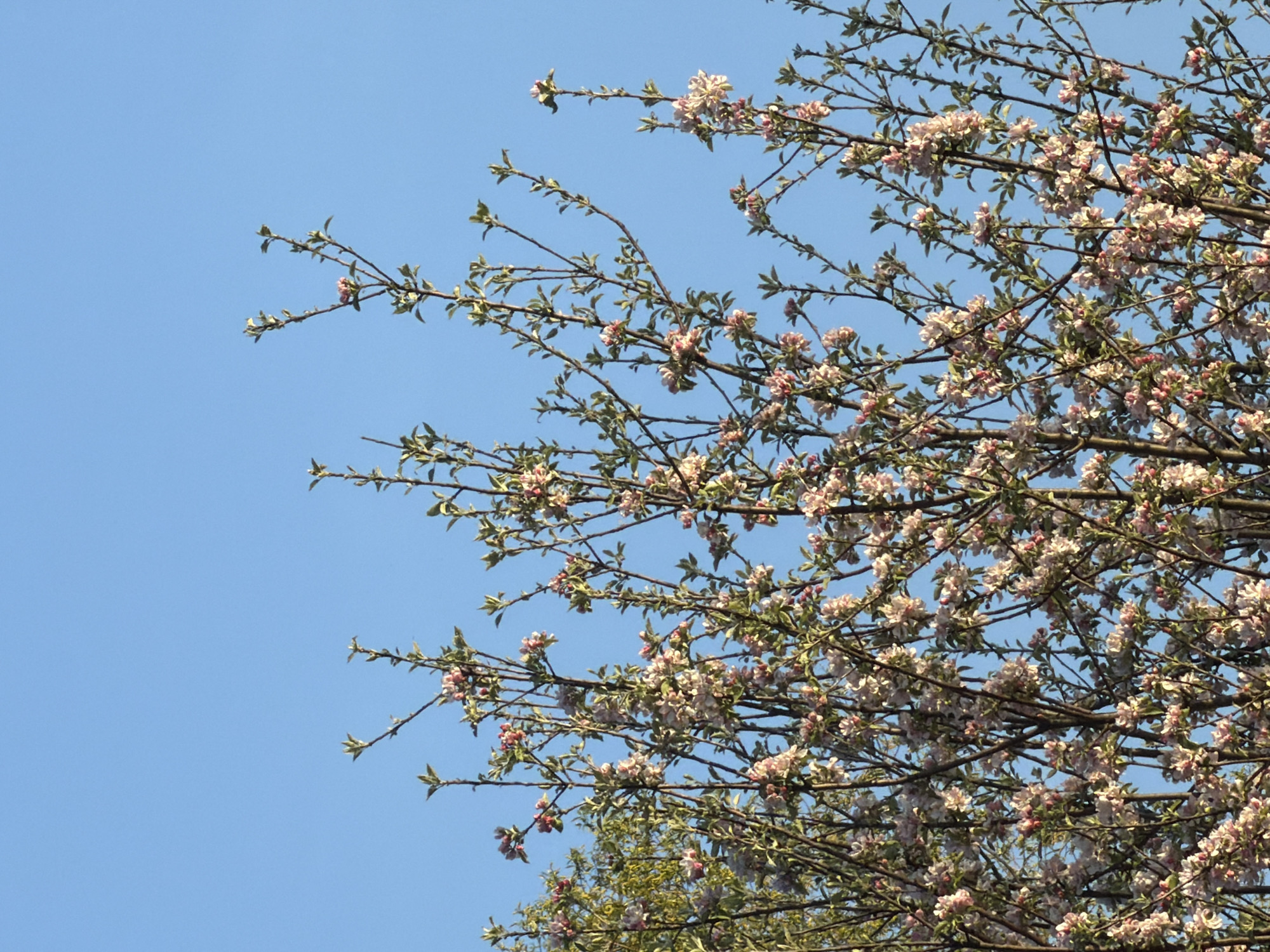 This image presents a close-up view of a tree in full bloom against a clear, vibrant blue sky. The frame is dominated by numerous branches, mostly slender and appearing somewhat bare of developed green leaves, but heavily adorned with delicate blossoms. The flowers are predominantly light pink and white, with many still in bud form, suggesting the early stages of springtime bloom.
The branches, thickest towards the lower right and extending upwards and across to the left, create an intricate natural pattern against the uninterrupted blue background. The lighting indicates a bright, sunny daytime, highlighting the soft colors of the blossoms. The clear sky covers a significant portion of the left side of the image, providing a stark contrast to the dense floral arrangement on the right. No human figures, man-made objects, or visible text are present in the photograph. The scene evokes a sense of renewal and natural beauty, characteristic of spring in a location like Sofia, Bulgaria.