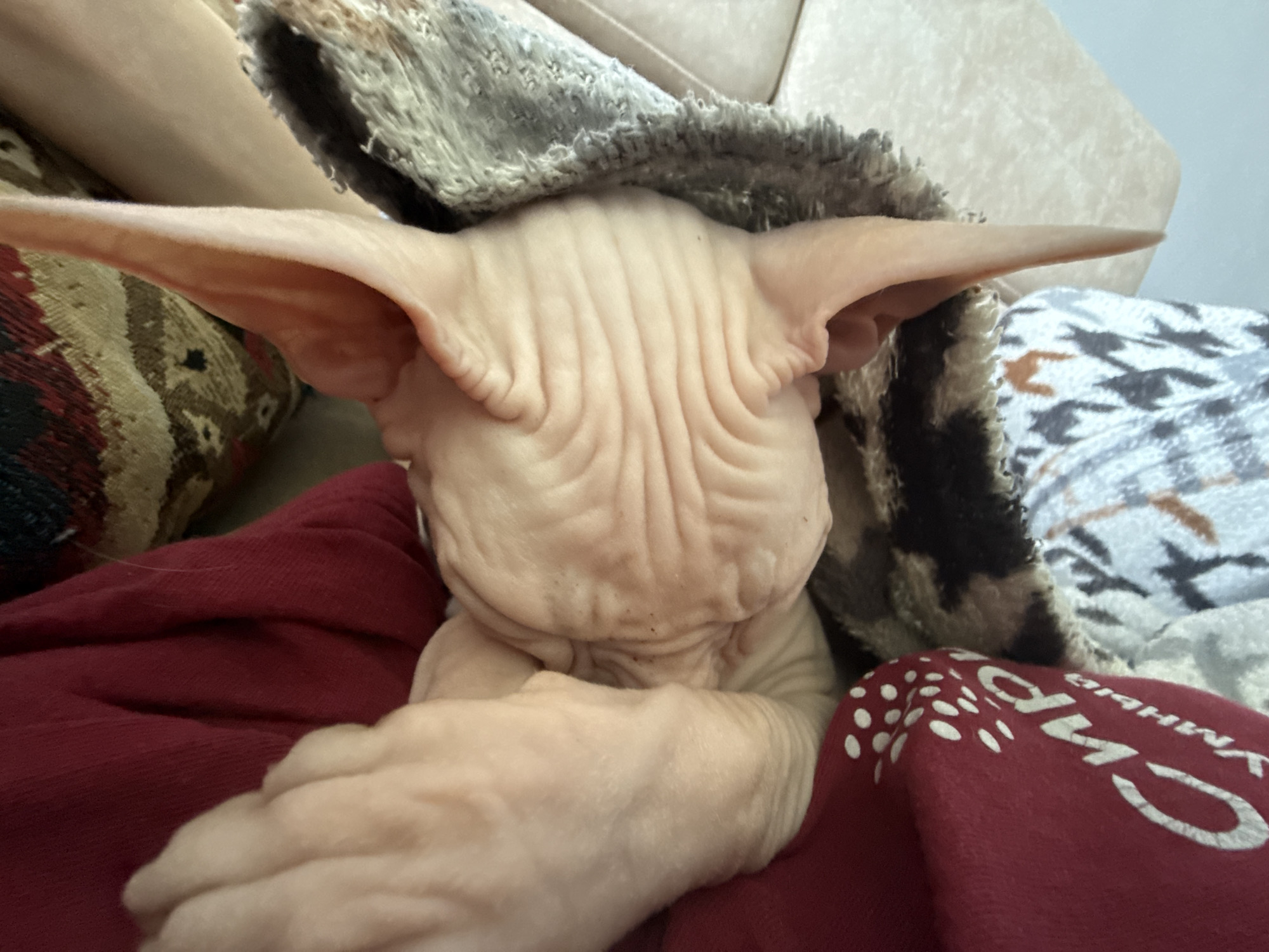 A Sphynx cat is resting on a person's lap covered with a red blanket and nestled under a patterned blanket. The cat is positioned with its back to the camera, revealing its wrinkled skin and large ears. The setting appears to be indoors, likely in a home. There is no evidence to indicate a location in Krasnoyarsk, Russia.