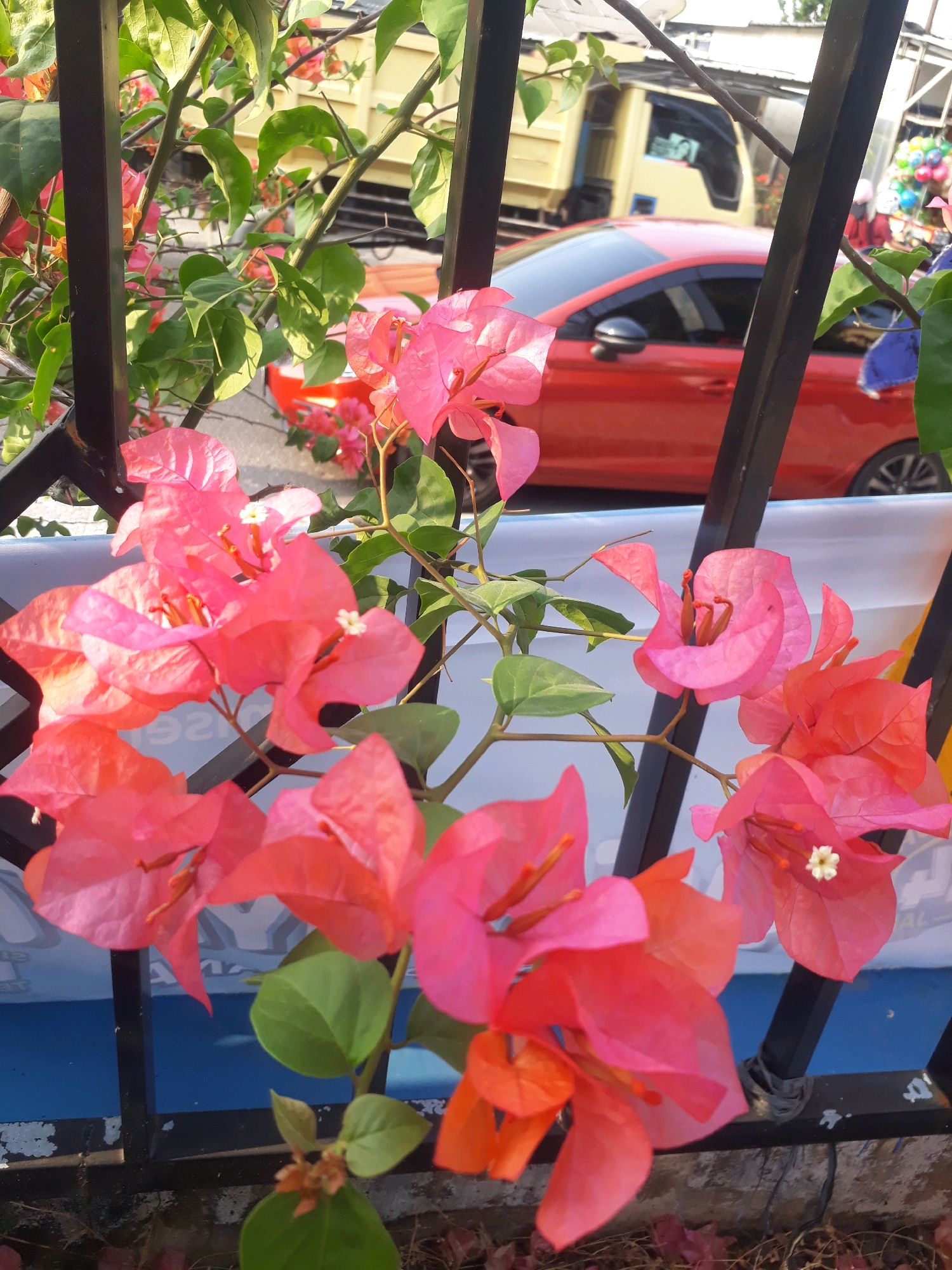 In the city of Pangkalpinang, Indonesia, a close-up shot captures a cluster of vibrant pink and orange bougainvillea flowers in the foreground, their delicate petals contrasting with the sharp, black metal bars of a fence. Behind the flowers, a bright red car is visible, parked on a paved surface. Further in the background, a yellow truck with a large cargo bed is parked, its presence suggesting a commercial or industrial area. The scene is illuminated by natural sunlight, casting a warm glow on the flowers and creating subtle shadows. The overall impression is one of a natural element thriving amidst an urban backdrop, hinting at the integration of greenery within the city's landscape.