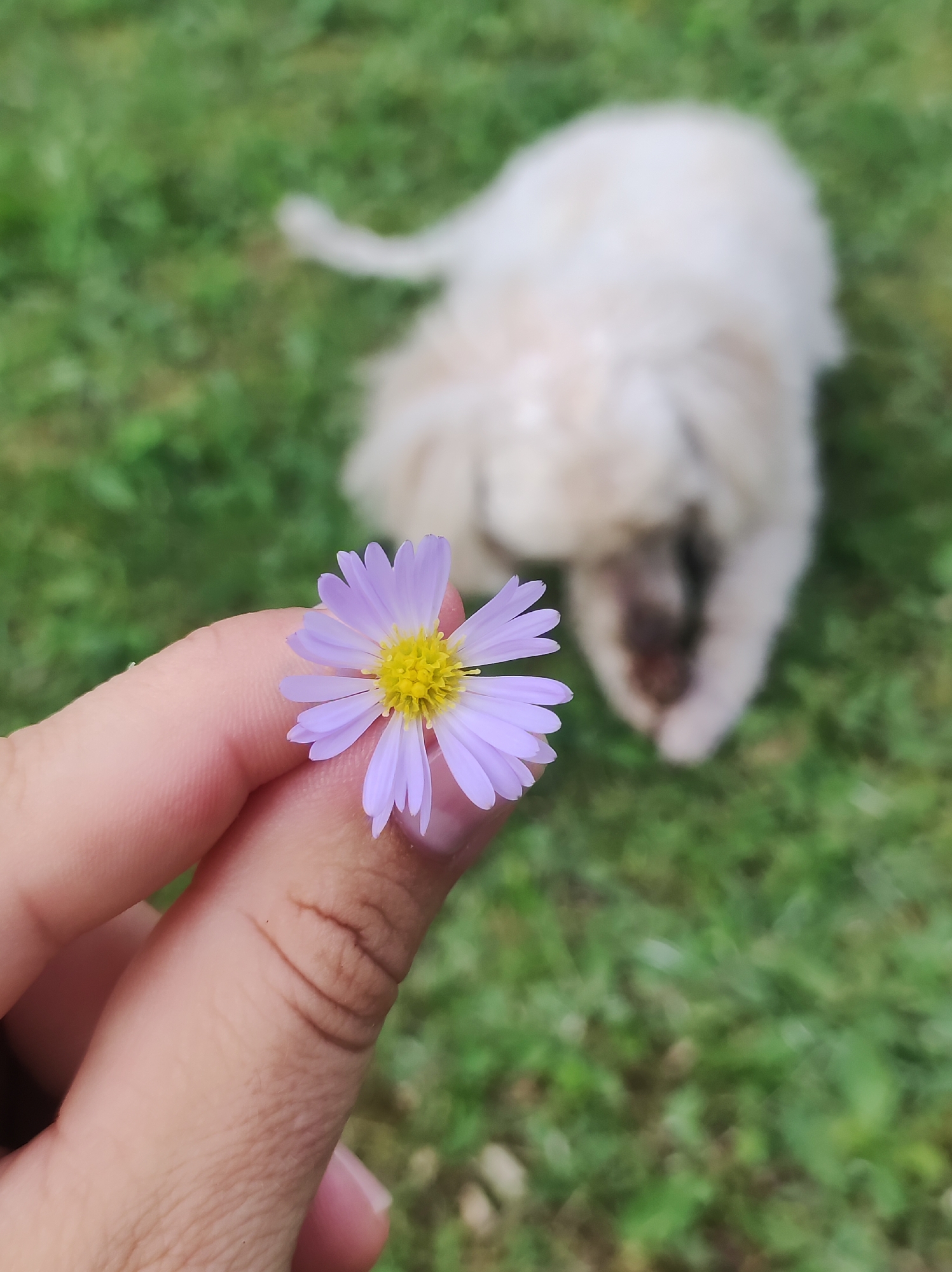 A close-up shot features a hand holding a small purple daisy with a yellow center. The daisy is positioned in the foreground, sharply in focus, with its delicate petals splayed outwards. Behind the flower, a blurry white dog lies on a green grassy lawn. The background is out of focus, with patches of green grass and some indistinct shapes that suggest an outdoor setting, possibly a park or a backyard in the city of Fokino, Russia. The image appears to be taken during daylight, with soft lighting conditions.