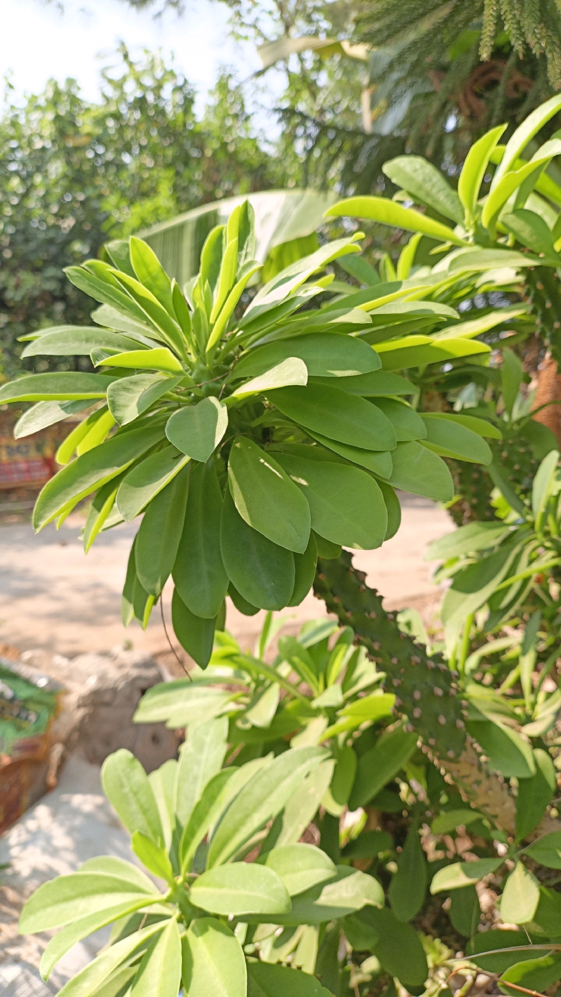The image shows a close-up of a succulent plant with vibrant green leaves and a spiny stem, likely located in Cikal, Indonesia. The plant is in focus, with the background blurred, revealing a sunny outdoor environment with foliage and a hint of a building or structure. The lighting suggests it is daytime.