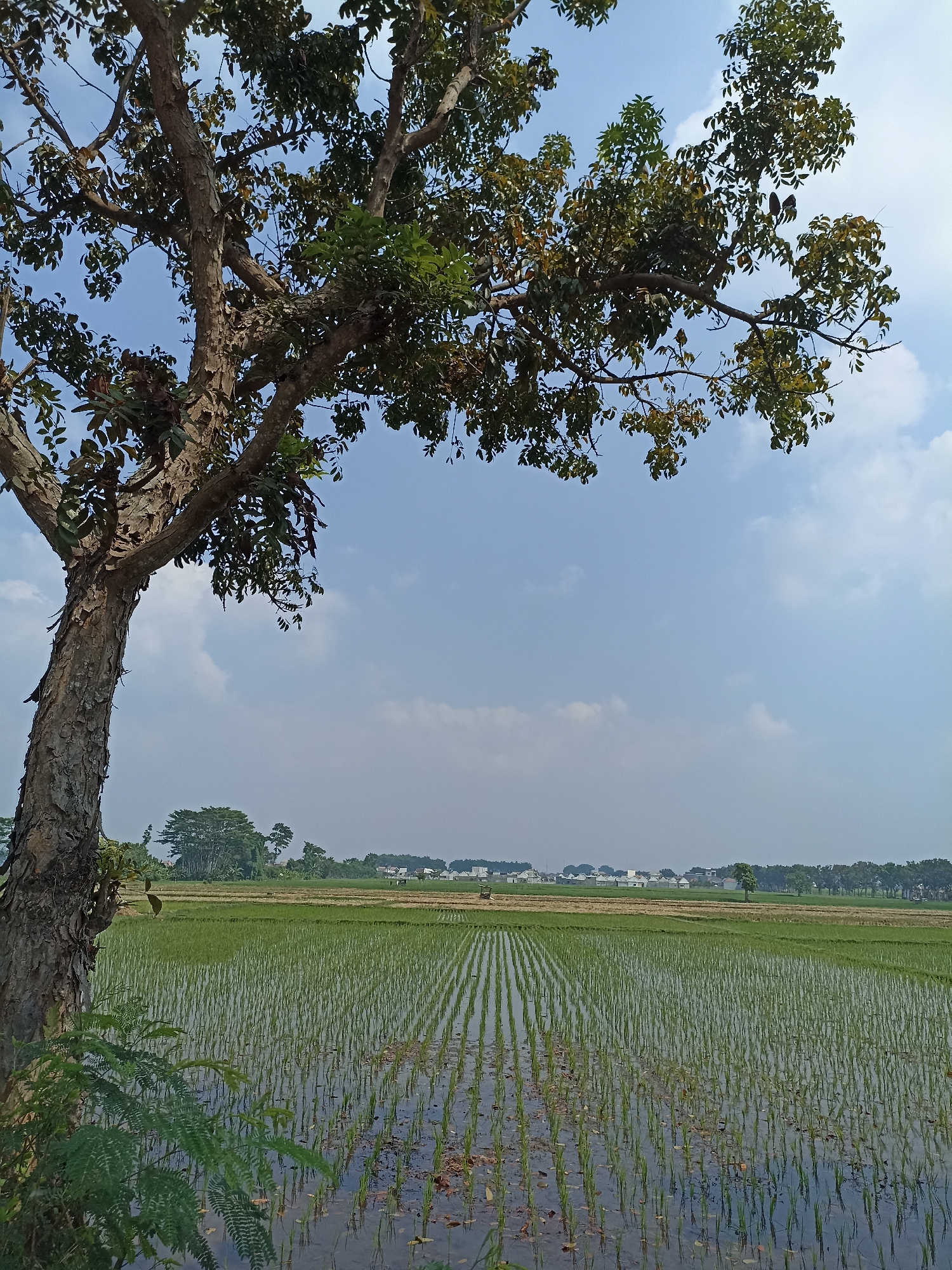 The image shows a rural landscape with a prominent tree in the foreground to the left. The tree has a textured bark and branches laden with green leaves, extending into the upper portion of the frame against a bright blue sky with scattered white clouds. In the middle ground, there is a flooded rice paddy field with rows of young green rice seedlings neatly planted. The water in the paddy reflects the sky and the seedlings, creating a textured surface. Further in the background, there are more agricultural fields and a line of trees. In the distance, several white buildings with red roofs are visible, suggesting a small settlement or village. The overall scene depicts a tranquil agricultural setting in Rogotrunan, Indonesia. There are no people or animals visible in the image. The lighting suggests it is daytime, likely mid-morning or afternoon, with ample sunlight.