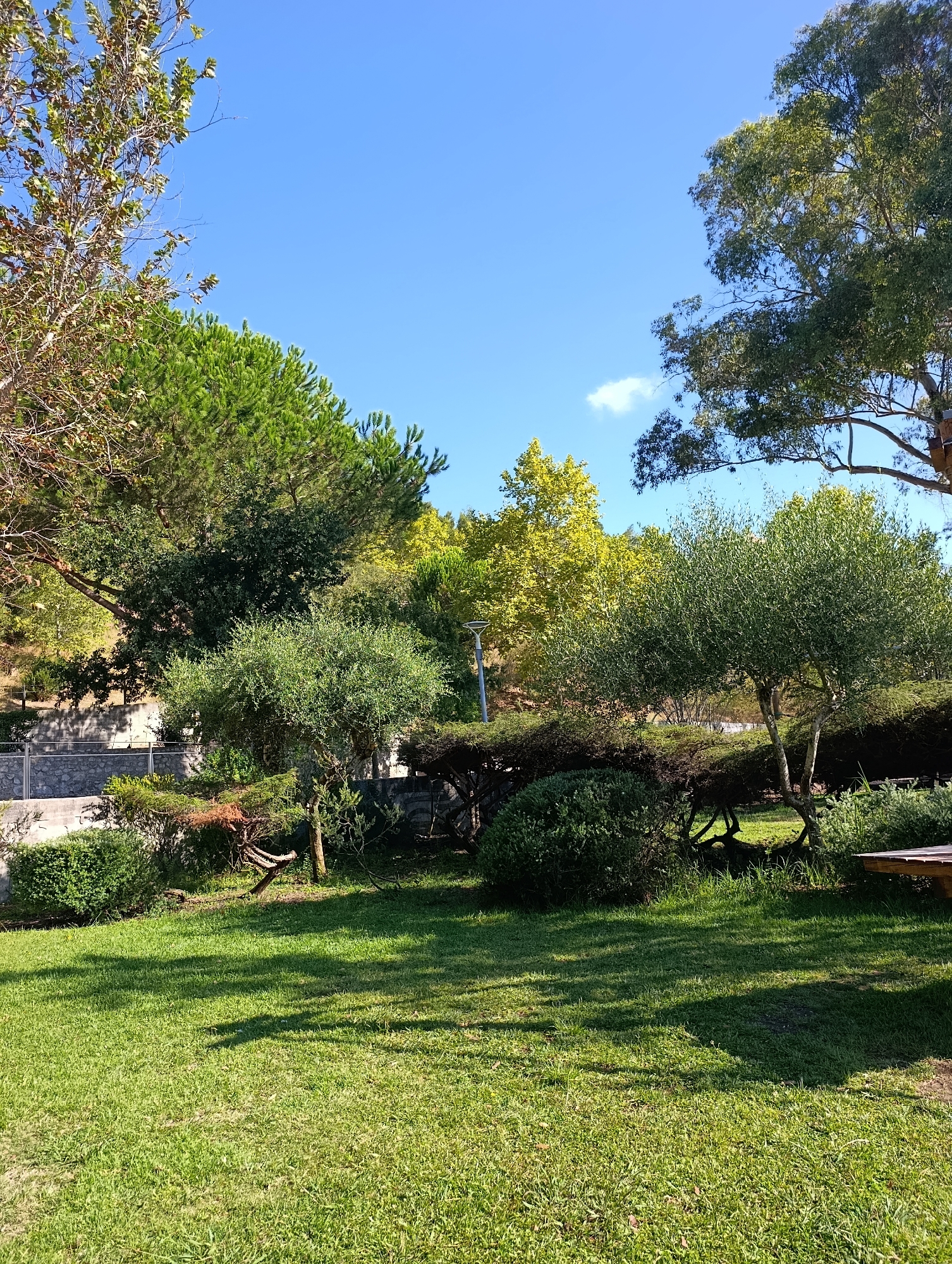The image depicts a sunny outdoor scene with lush green grass in the foreground, casting dappled shadows from overhead trees. A variety of trees with green and yellow foliage are visible in the midground, interspersed with bushes and shrubs. In the background, a concrete wall with a metal fence runs horizontally, suggesting a park or garden setting. A light pole is visible near the center of the image. The sky is a clear, bright blue with a few wispy clouds. The overall impression is one of a peaceful, natural environment. Based on the architecture and vegetation, this scene is likely located in a park or garden within the city of Setúbal, Portugal, possibly the Parque Natural da Arrábida due to the Mediterranean flora.
