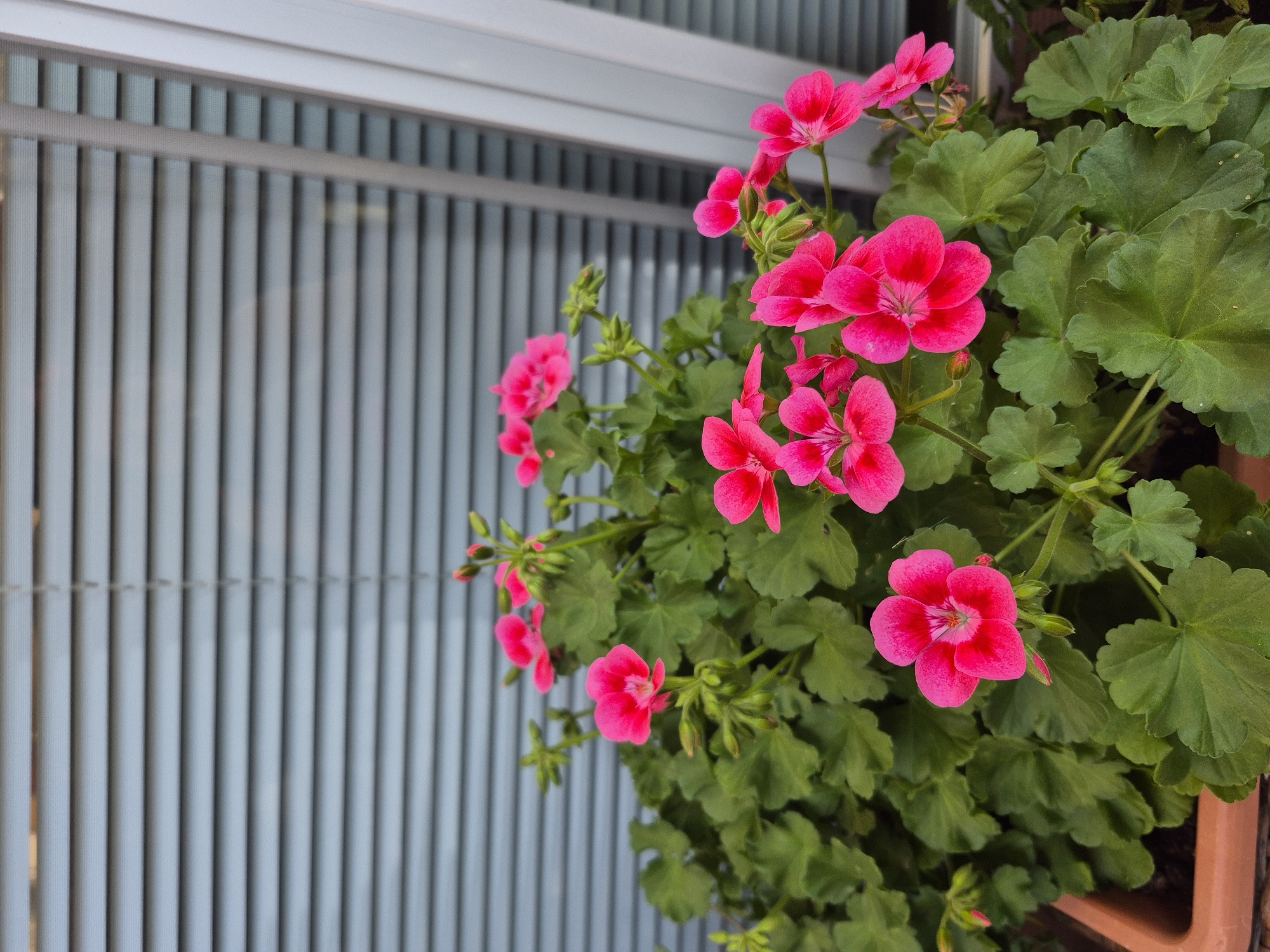 The image shows a potted geranium plant with bright pink flowers and green leaves, placed in front of a closed horizontal blind. The blinds are a neutral grey color and appear to be made of metal. To the right of the blinds, there is a portion of a white vertical structure, possibly a window frame. The pot the plant is in is a terracotta color and partially visible at the bottom left of the image. The scene is outdoors, suggesting a balcony, patio, or windowsill. There are no people or animals present in the image. The location is specified as Barbing, Germany.