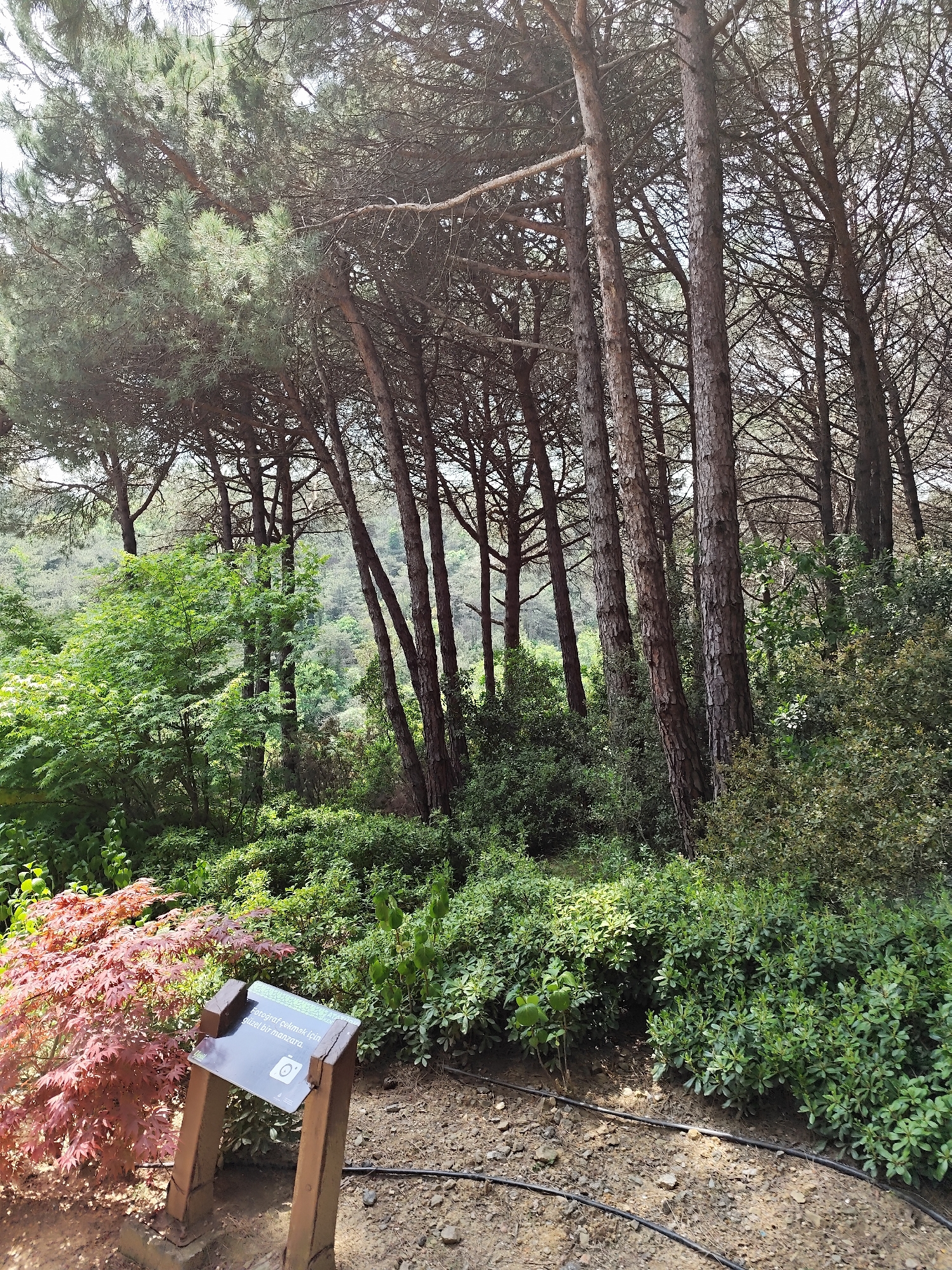 The image depicts a wooded area, potentially within a park or arboretum, likely located in Sarıyer, Turkey. The predominant trees are tall and slender, with a conifer-like appearance, possibly pine or fir trees. Their trunks are visible in the midground, with dense foliage creating a canopy overhead.
Beneath the trees, a variety of shrubs and smaller plants fill the understory, suggesting a diverse ecosystem. A small red-leaved tree is visible in the left foreground, adding a touch of color to the scene.
A wooden sign stands near the foreground, with text, possibly in Turkish, and an icon of a camera. This suggests the location is intended to be a scenic viewpoint or photography spot.
The ground is covered with dirt and small stones, and a thin black hose lies along the ground, potentially part of an irrigation system. The lighting is bright, indicating a sunny day. There is no evidence of people or other human activity beyond the landscaping and signage.