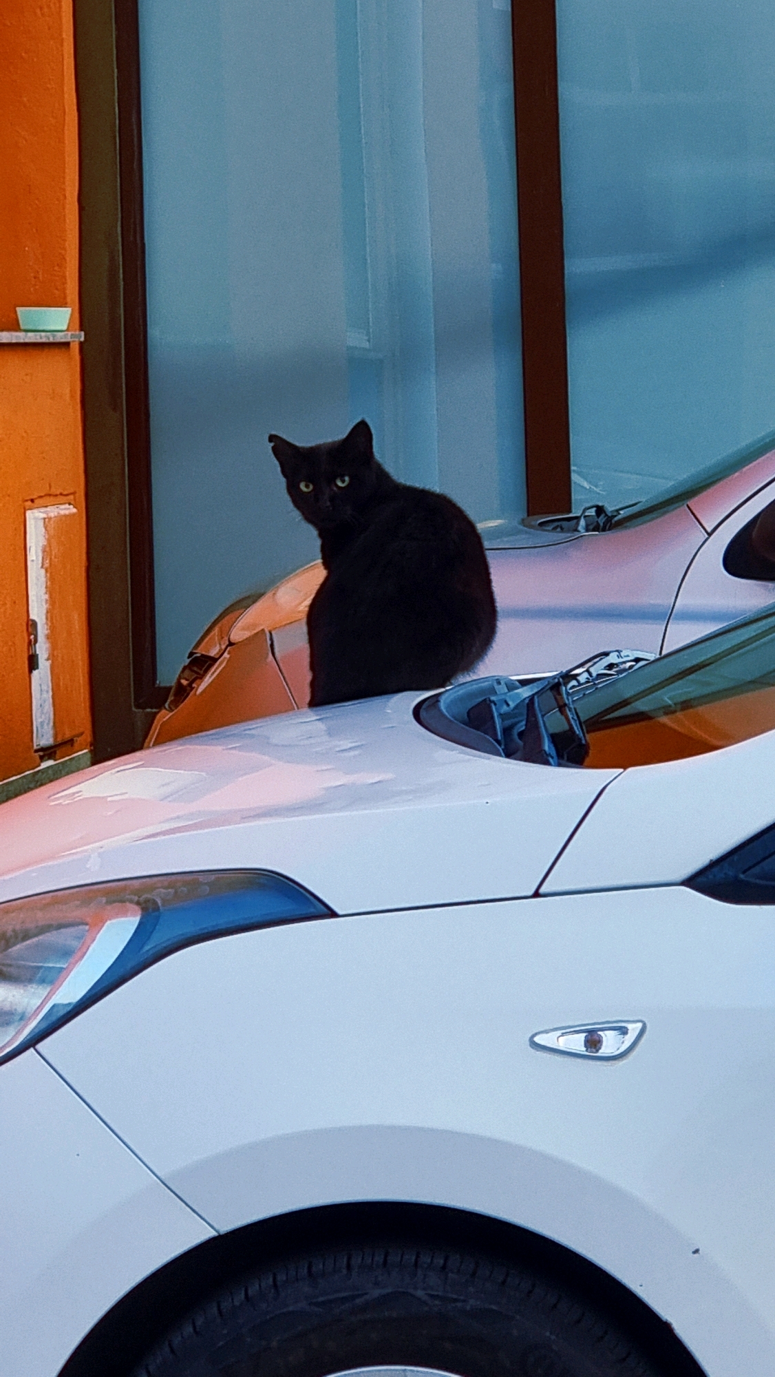 A black cat with green eyes sits on the hood of a white car. The car is parked next to an orange building with a blue window. The image is taken from a slightly low angle, focusing on the cat and the cars. The environment appears to be an urban setting, possibly a residential area, given the presence of parked cars and buildings. The lighting suggests it is daytime, with some shadows indicating the sun's position. The cat is looking directly at the camera.